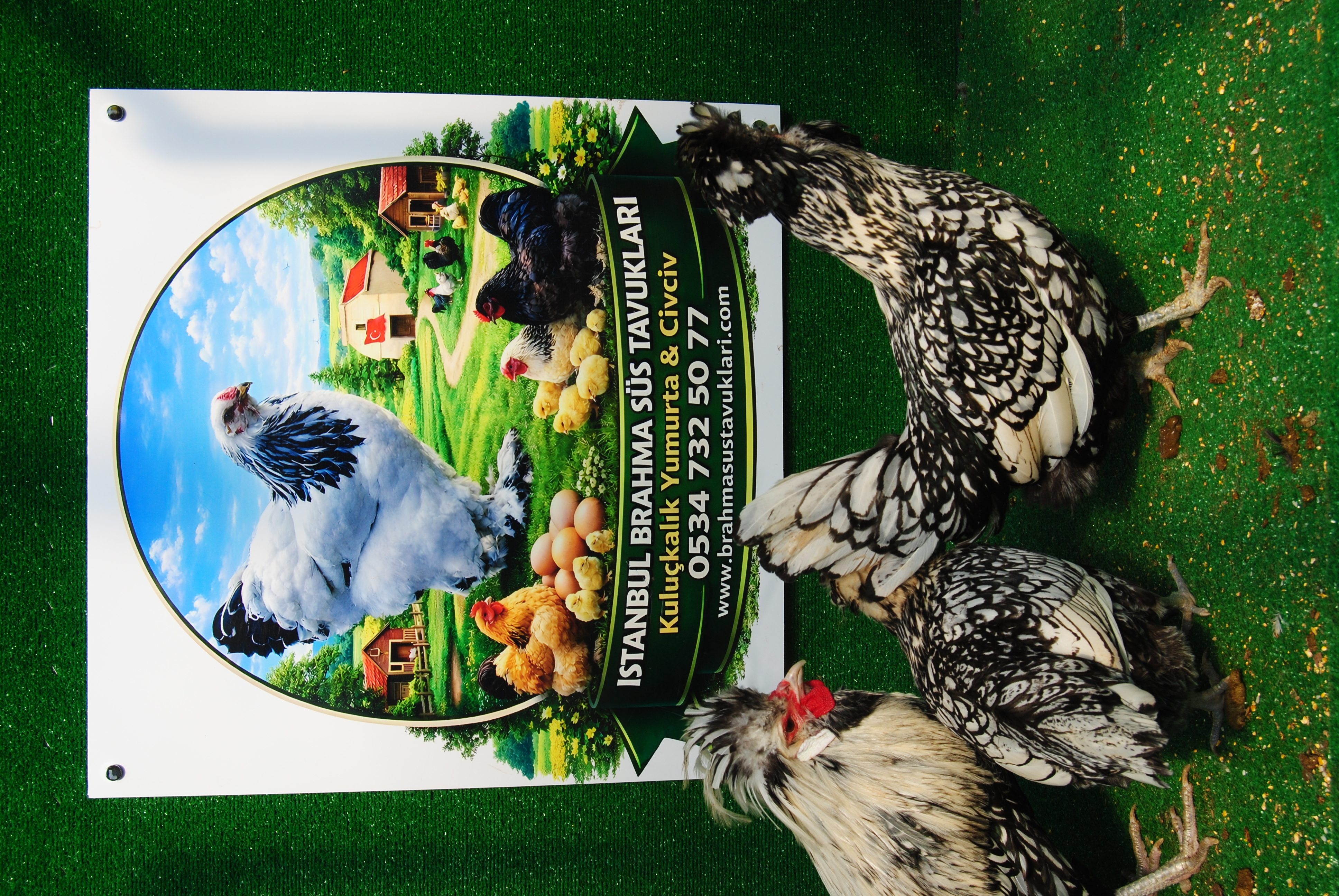 GÜMÜŞ FİZAN KULUÇKALIK YUMURTA