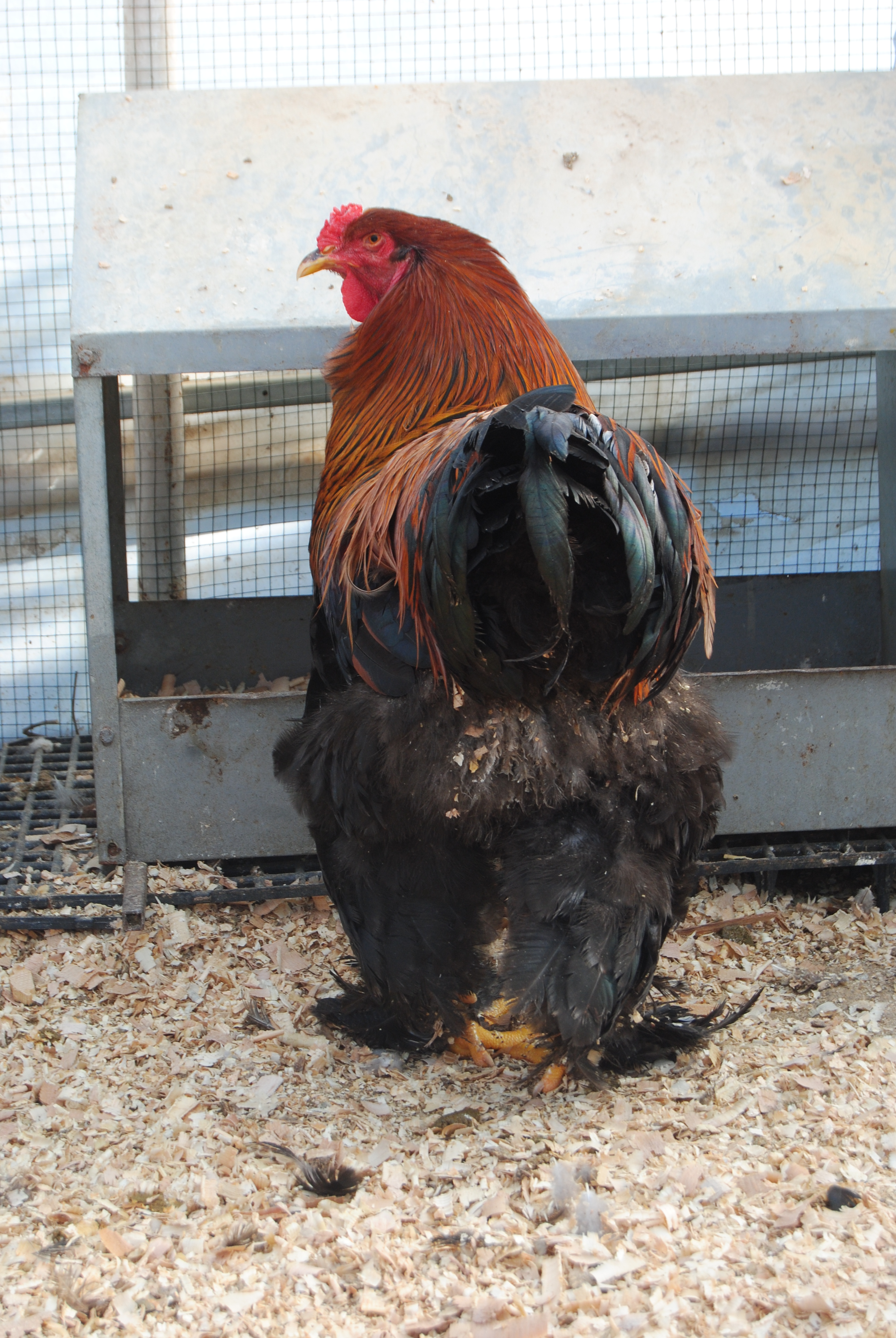 GOLD BLUE BRAHMA KULUÇKALIK YUMURTA