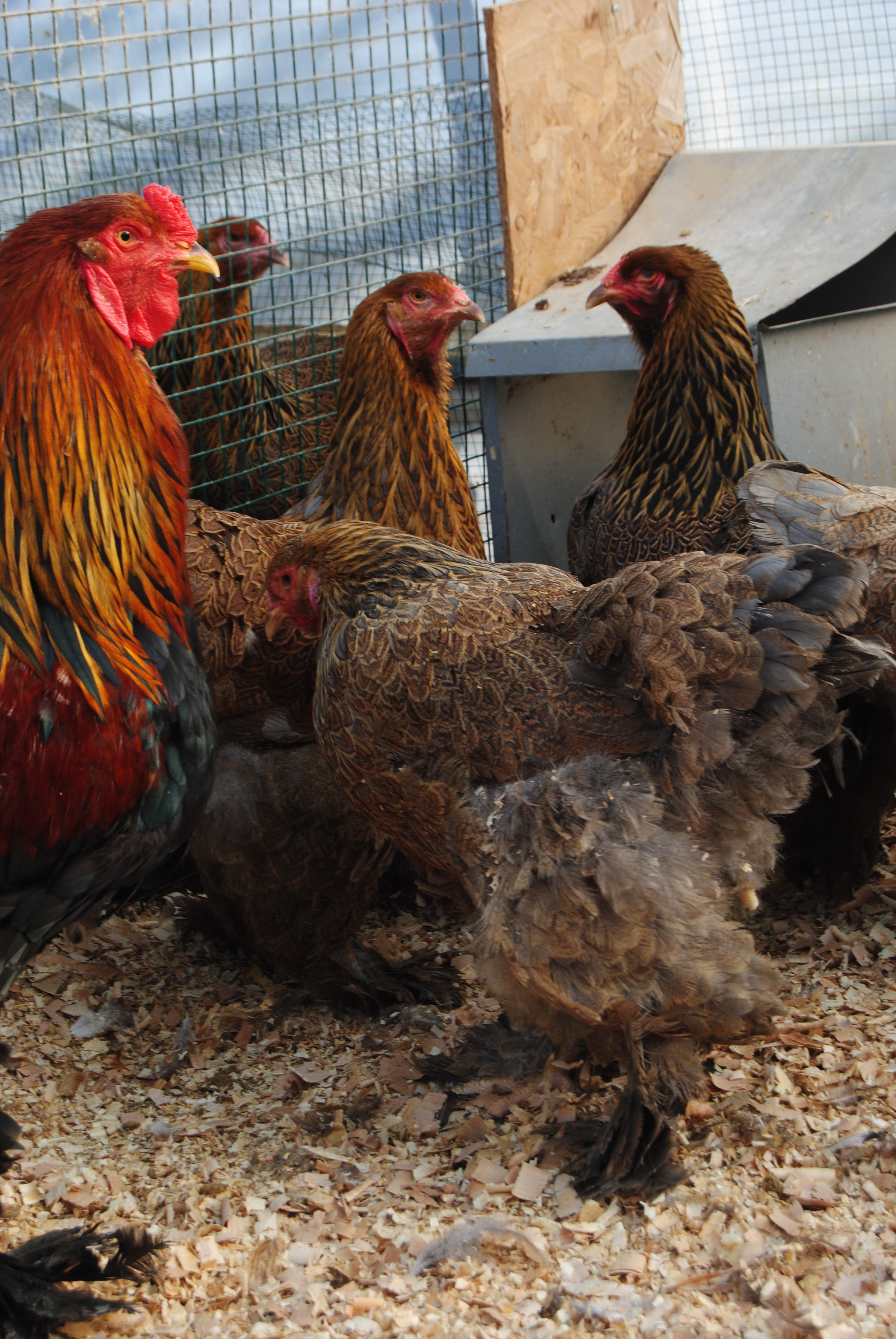 GOLD BLUE BRAHMA KULUÇKALIK YUMURTA