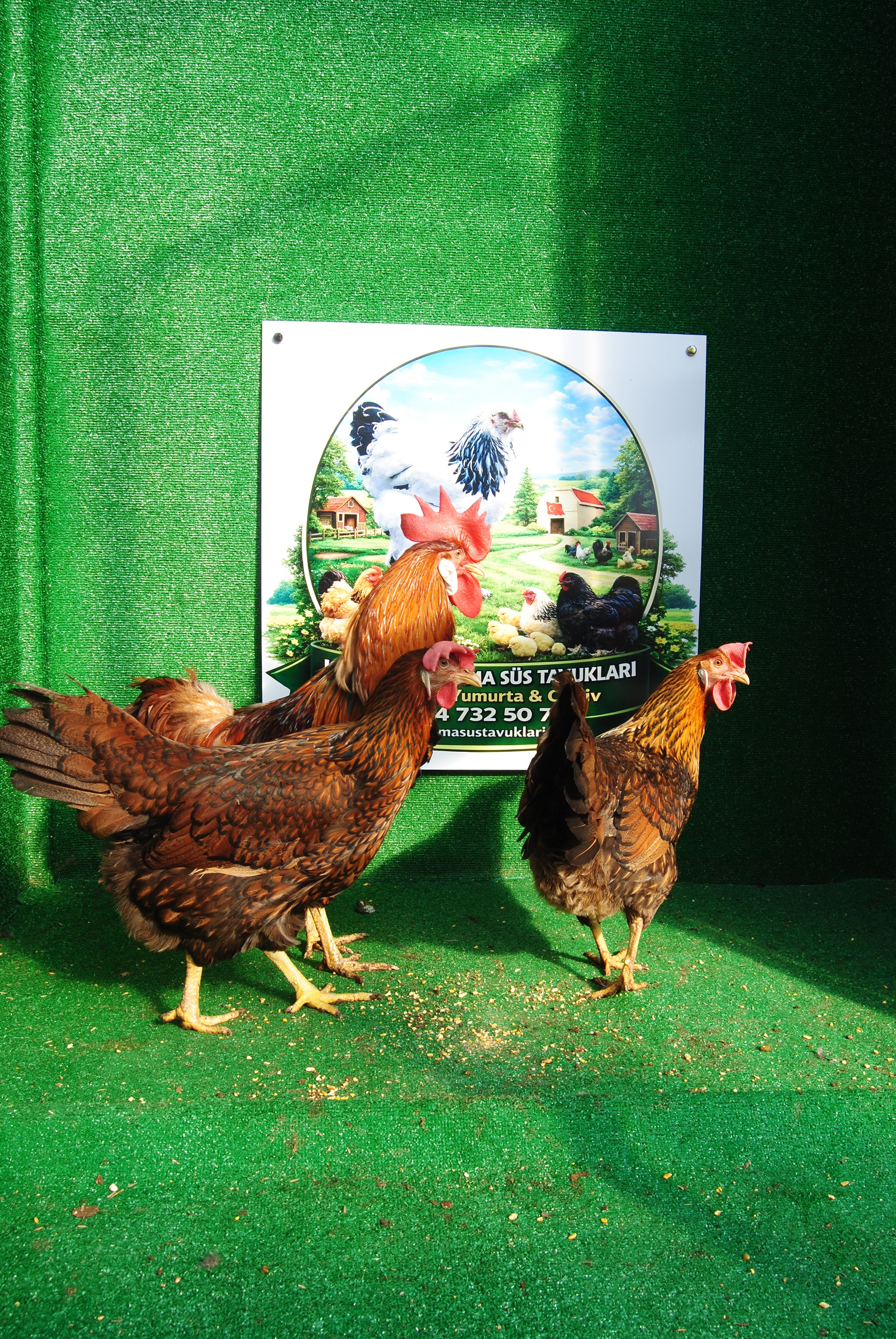 Gold Laced Ligorin Kuluçkalık Yumurta