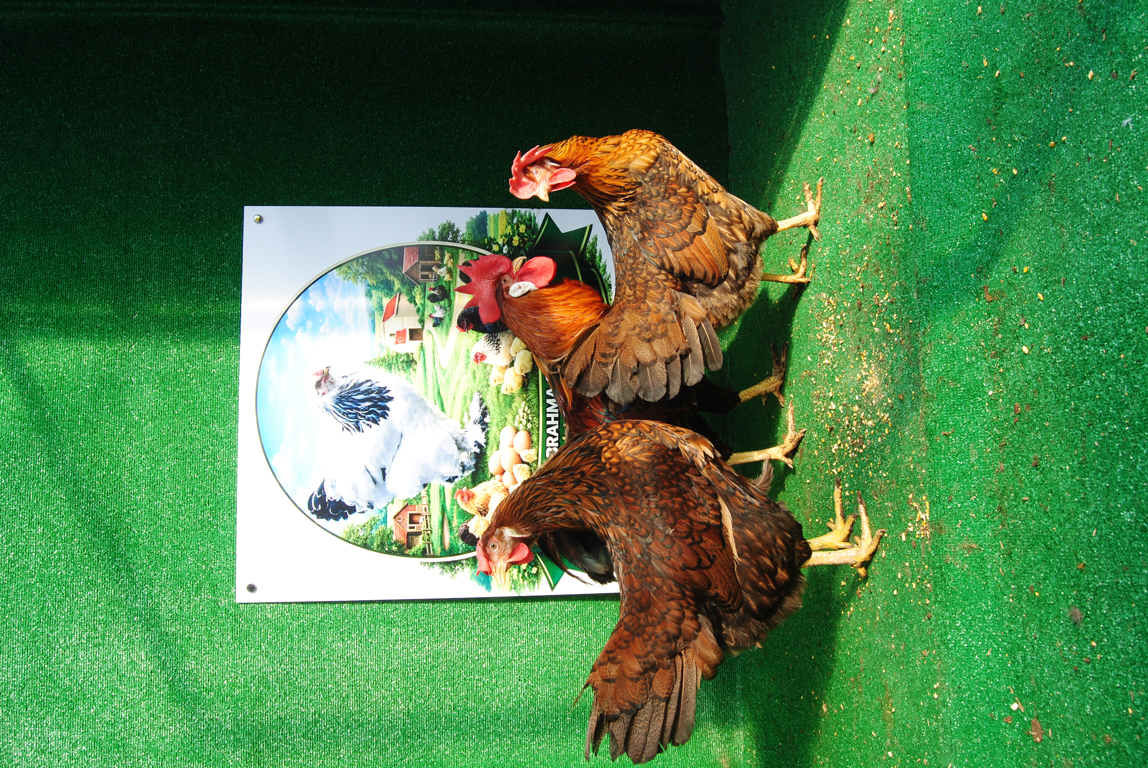 Gold Laced Ligorin Kuluçkalık Yumurta