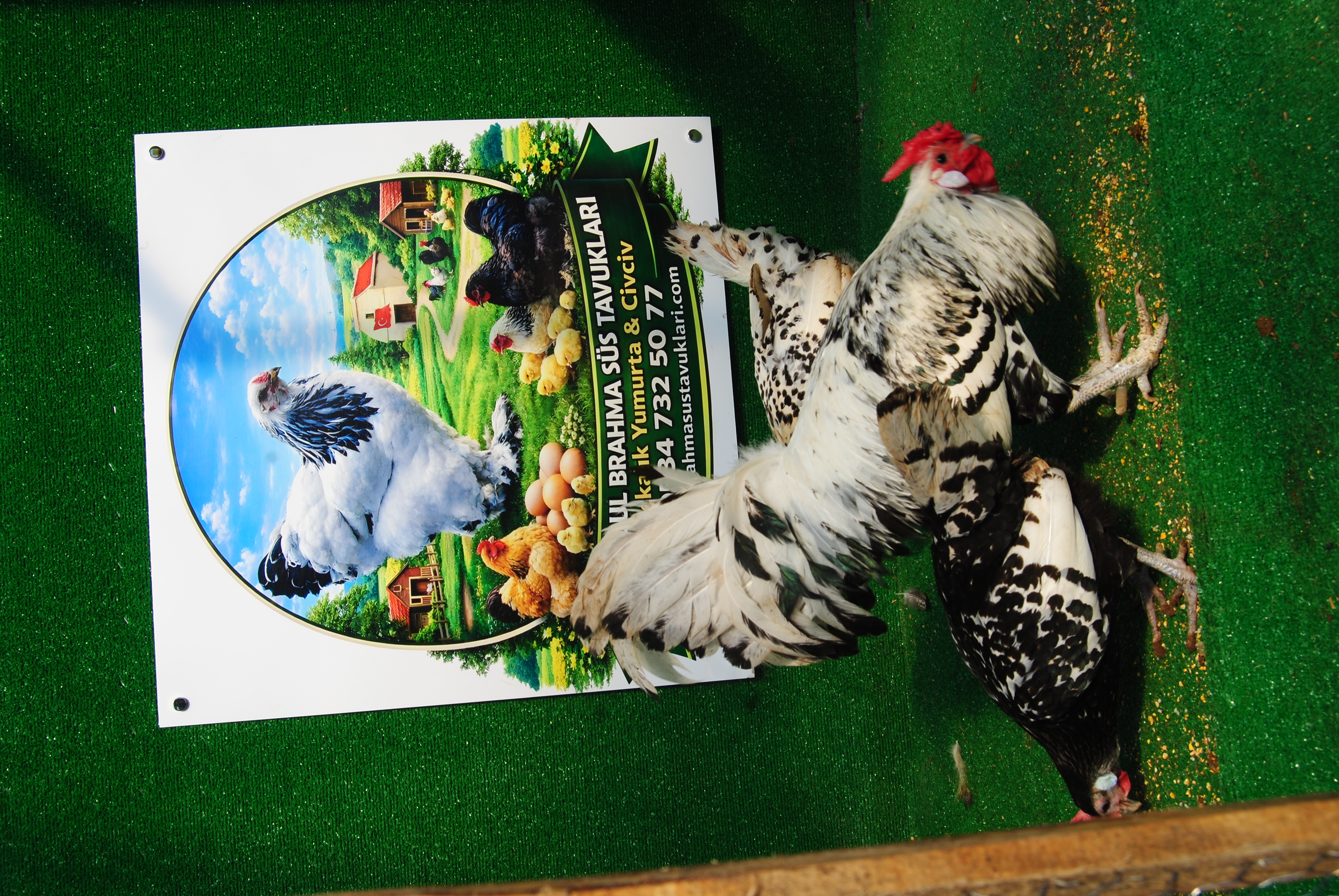 Hamburg Kuluçkalık Yumurta