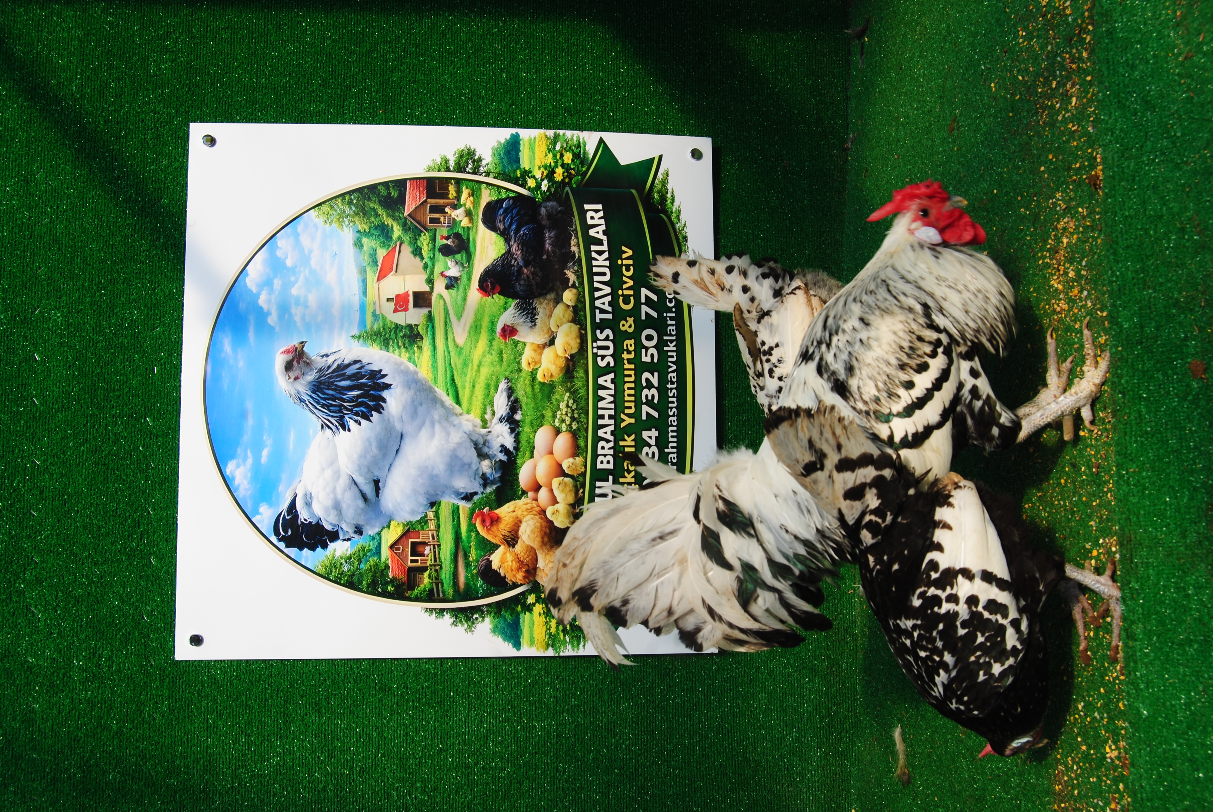 Hamburg Kuluçkalık Yumurta