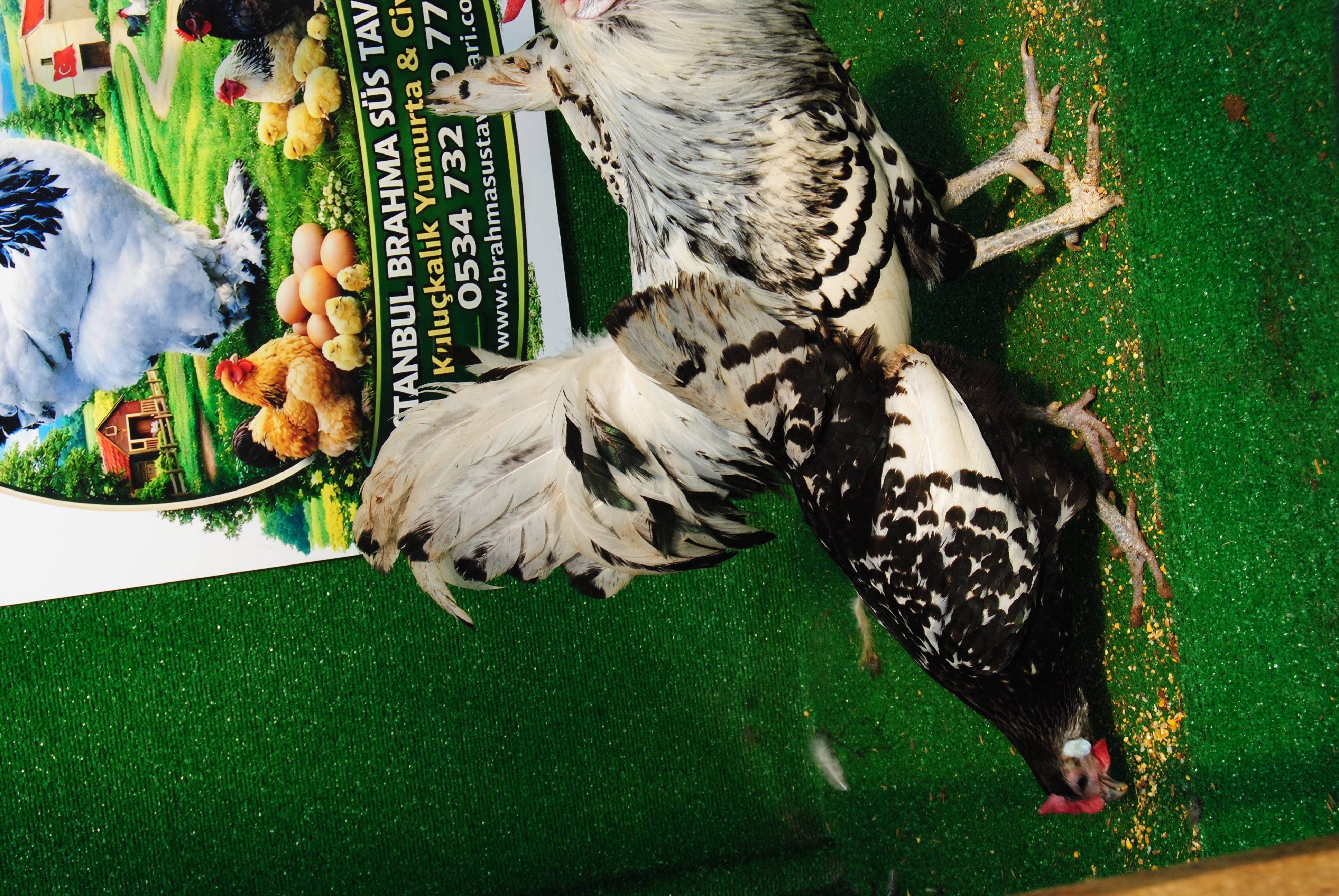 Hamburg Kuluçkalık Yumurta