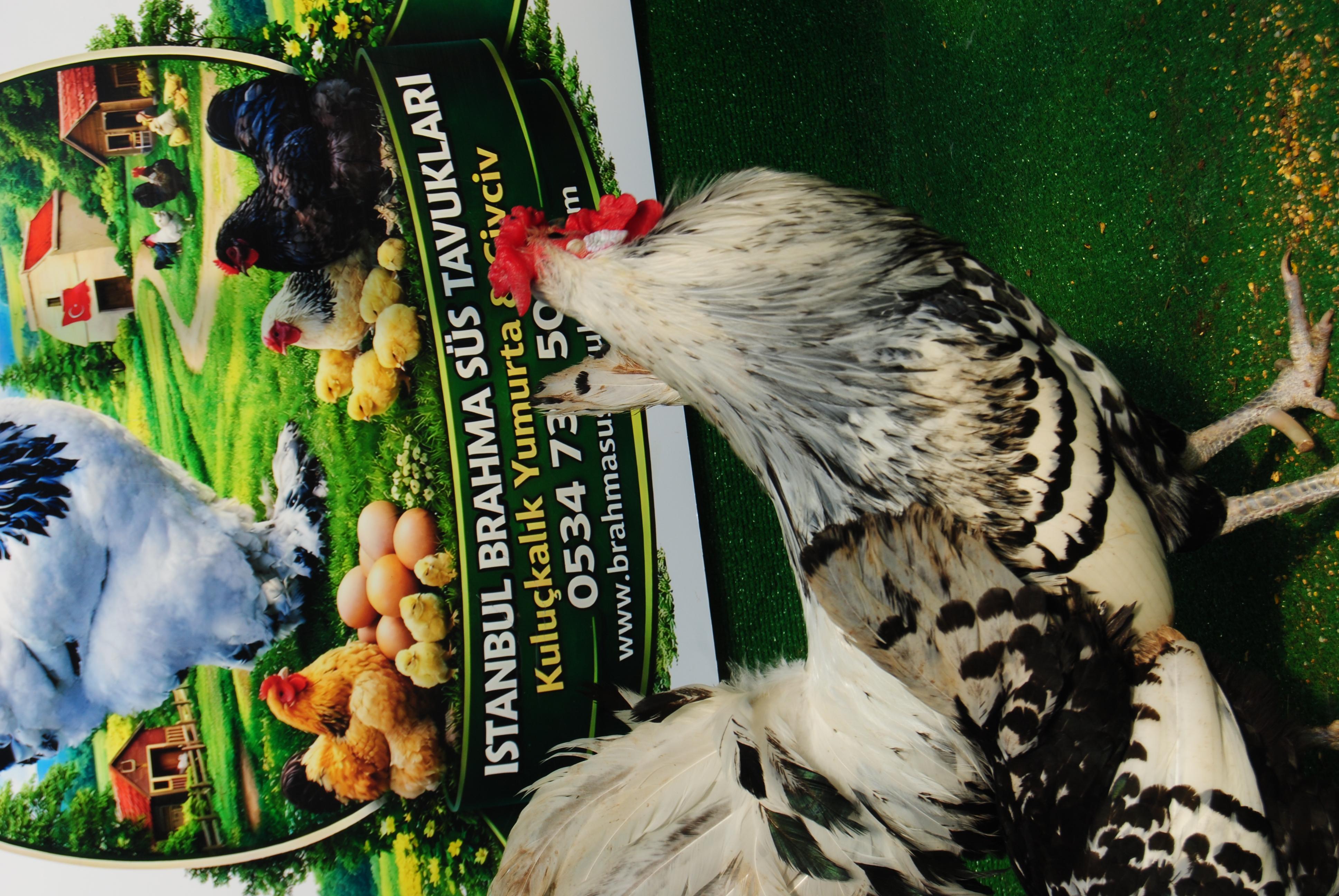 Hamburg Kuluçkalık Yumurta