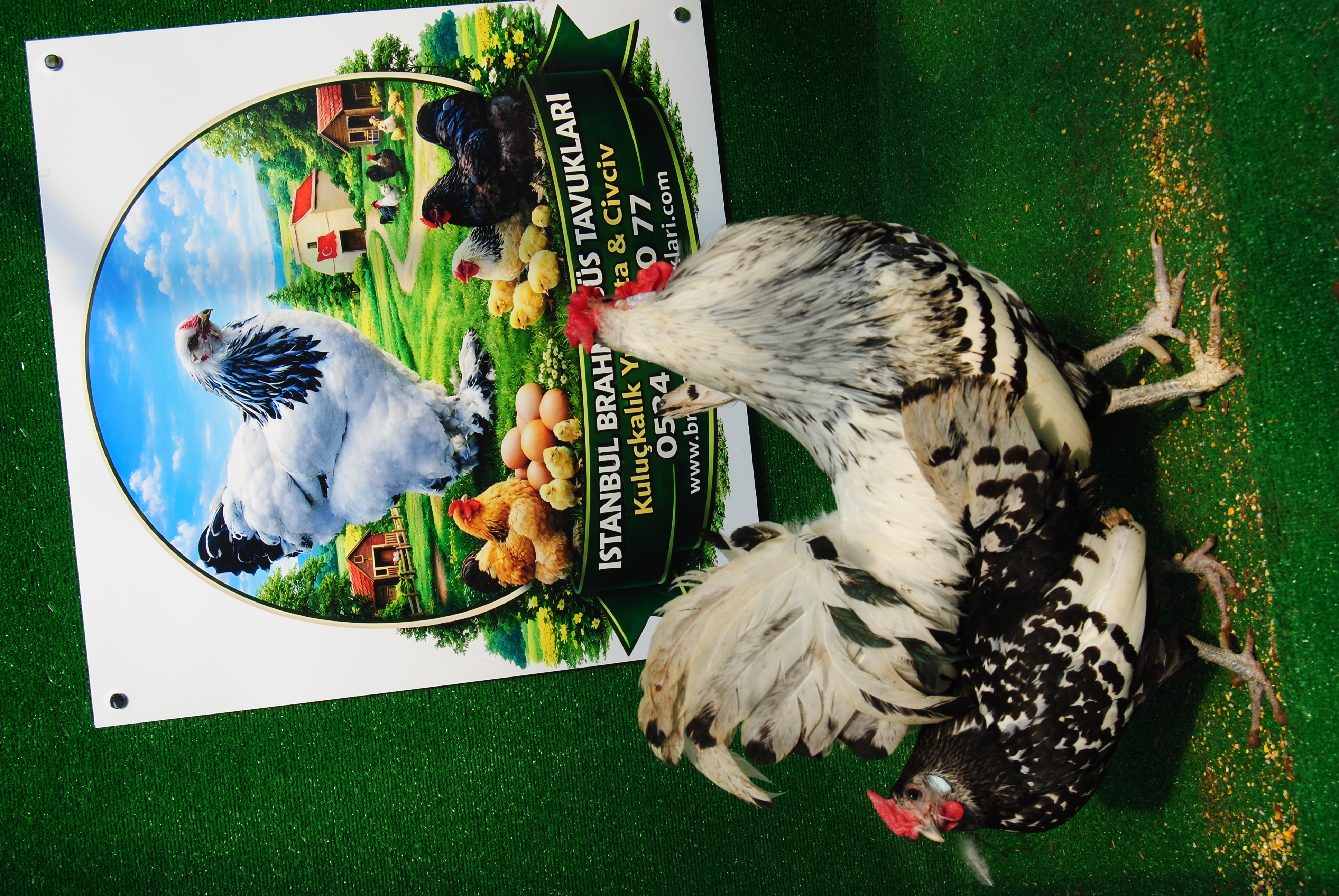 Hamburg Kuluçkalık Yumurta