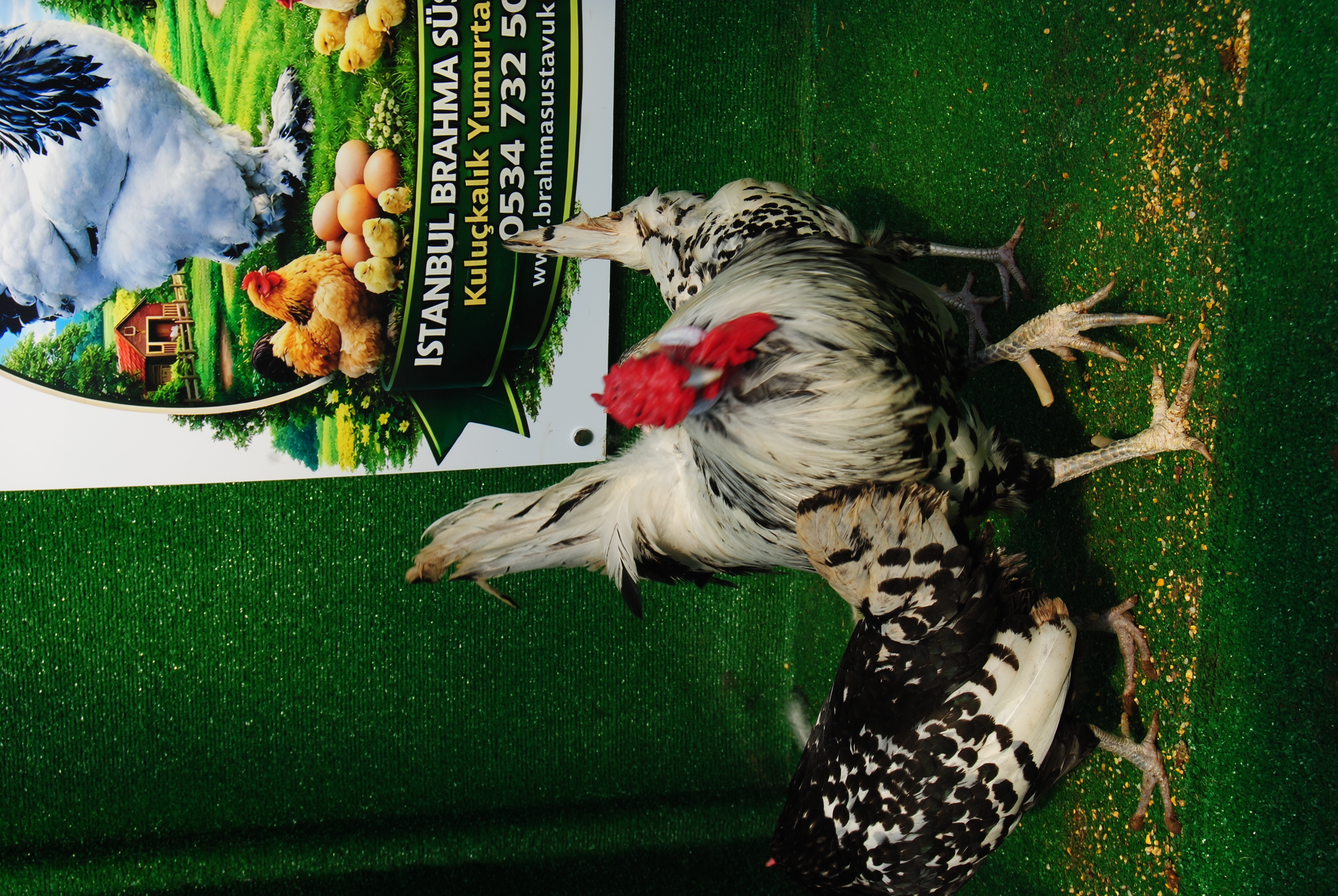 Hamburg Kuluçkalık Yumurta