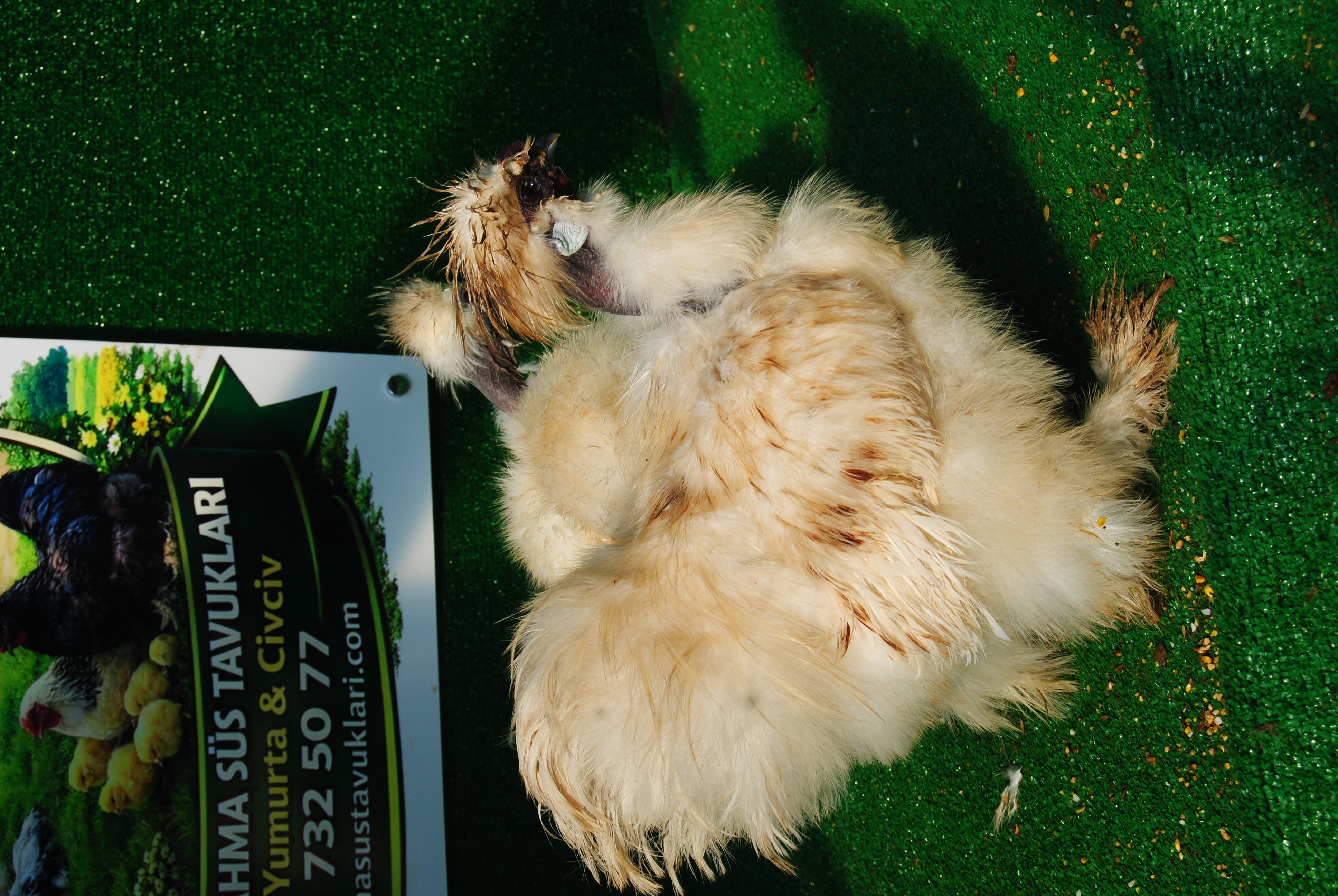 Kel Boyun Beyaz Habeş Kuluçkalık Yumurta