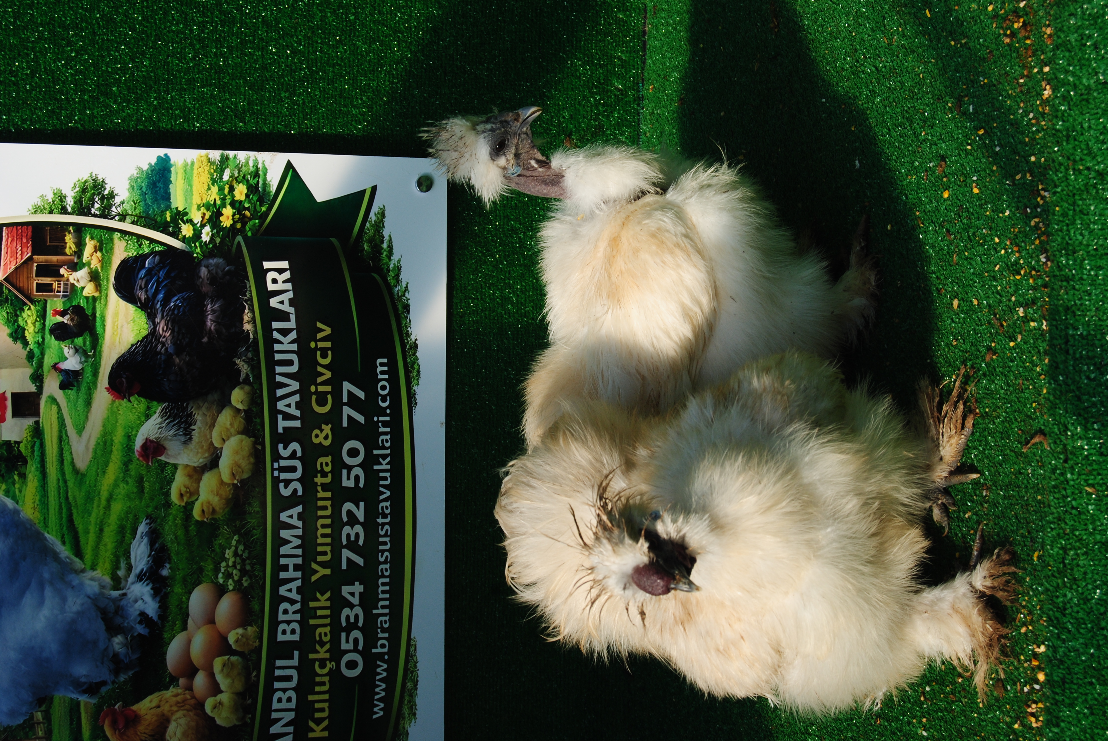 Kel Boyun Beyaz Habeş Kuluçkalık Yumurta