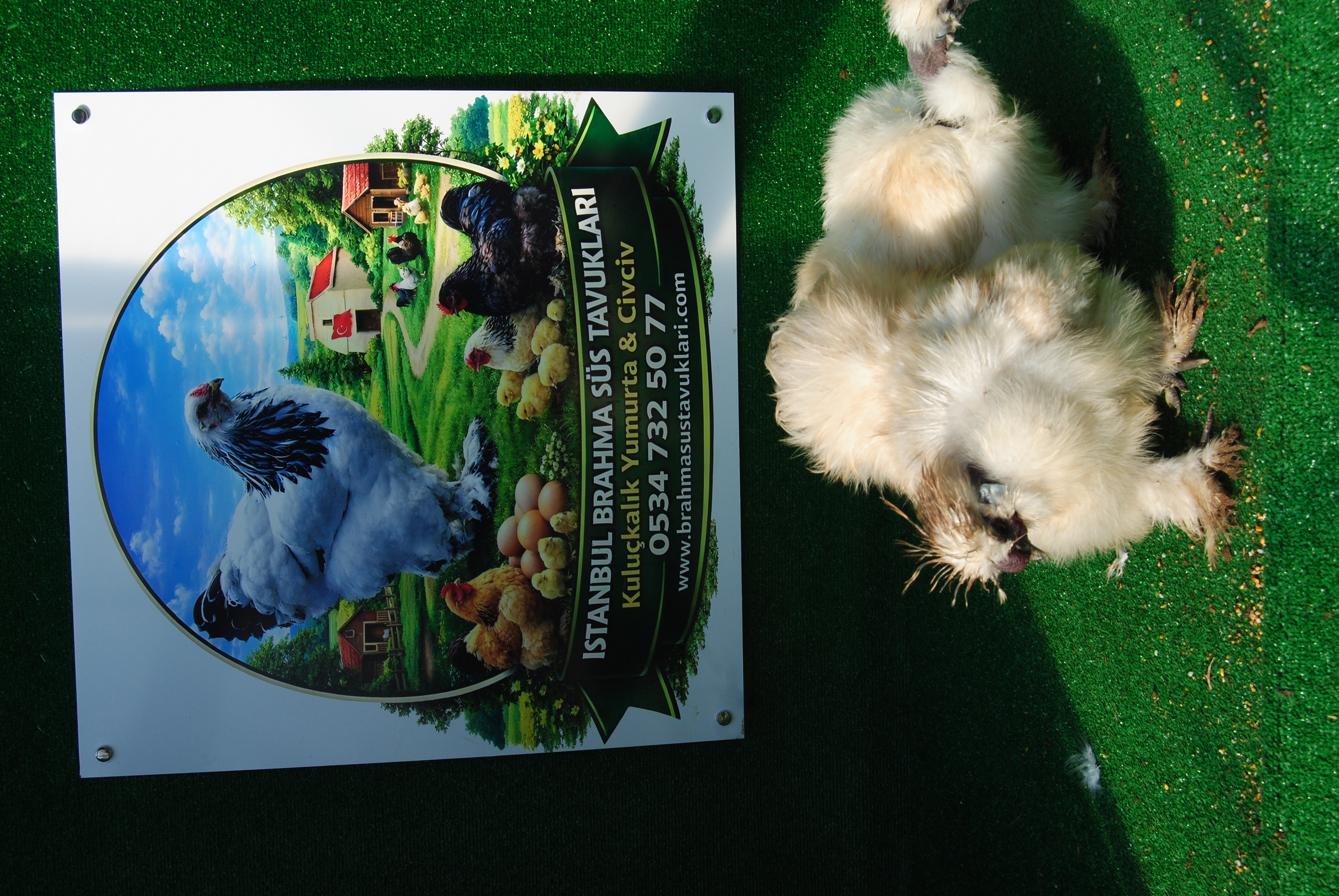 Kel Boyun Beyaz Habeş Kuluçkalık Yumurta