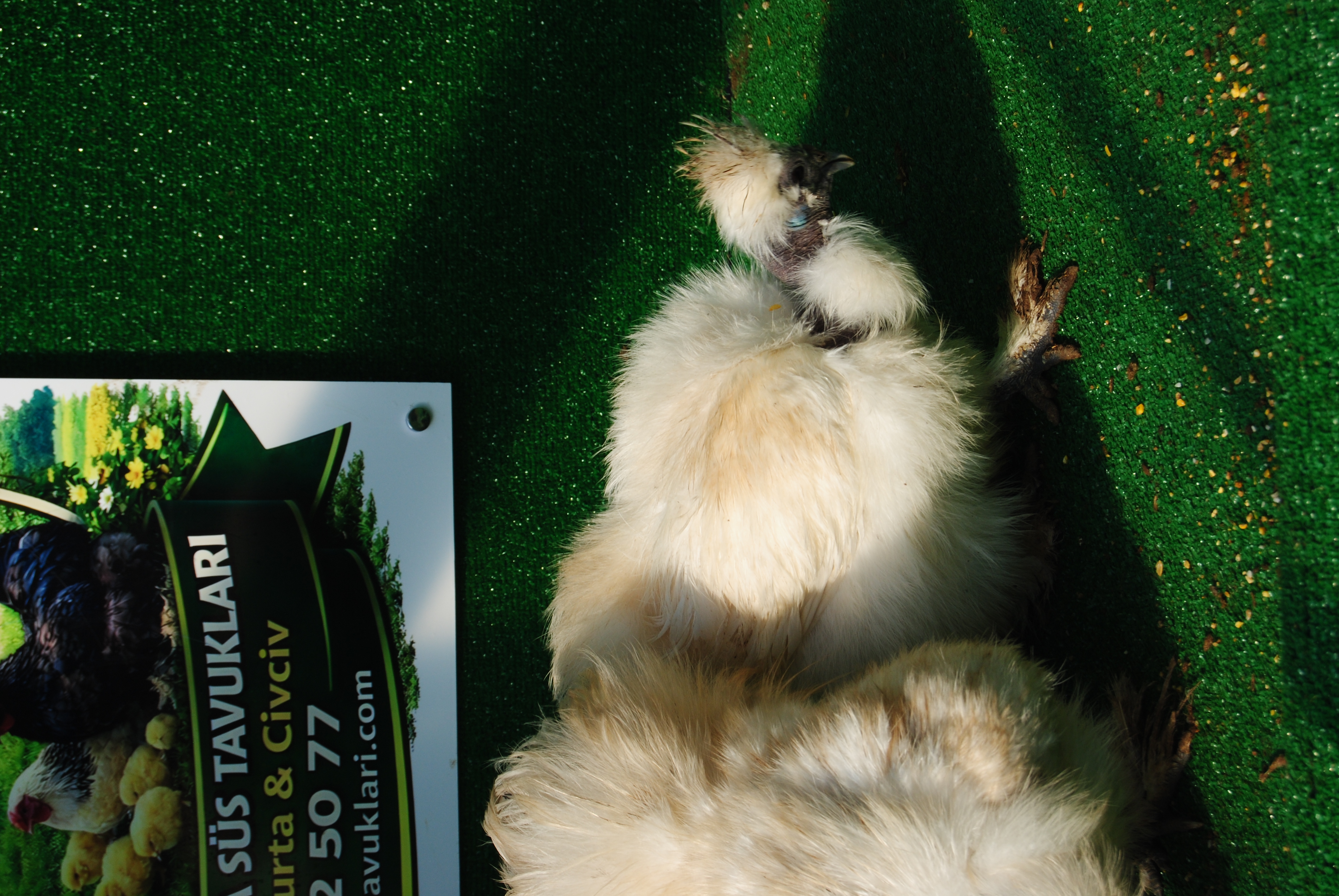 Kel Boyun Beyaz Habeş Kuluçkalık Yumurta