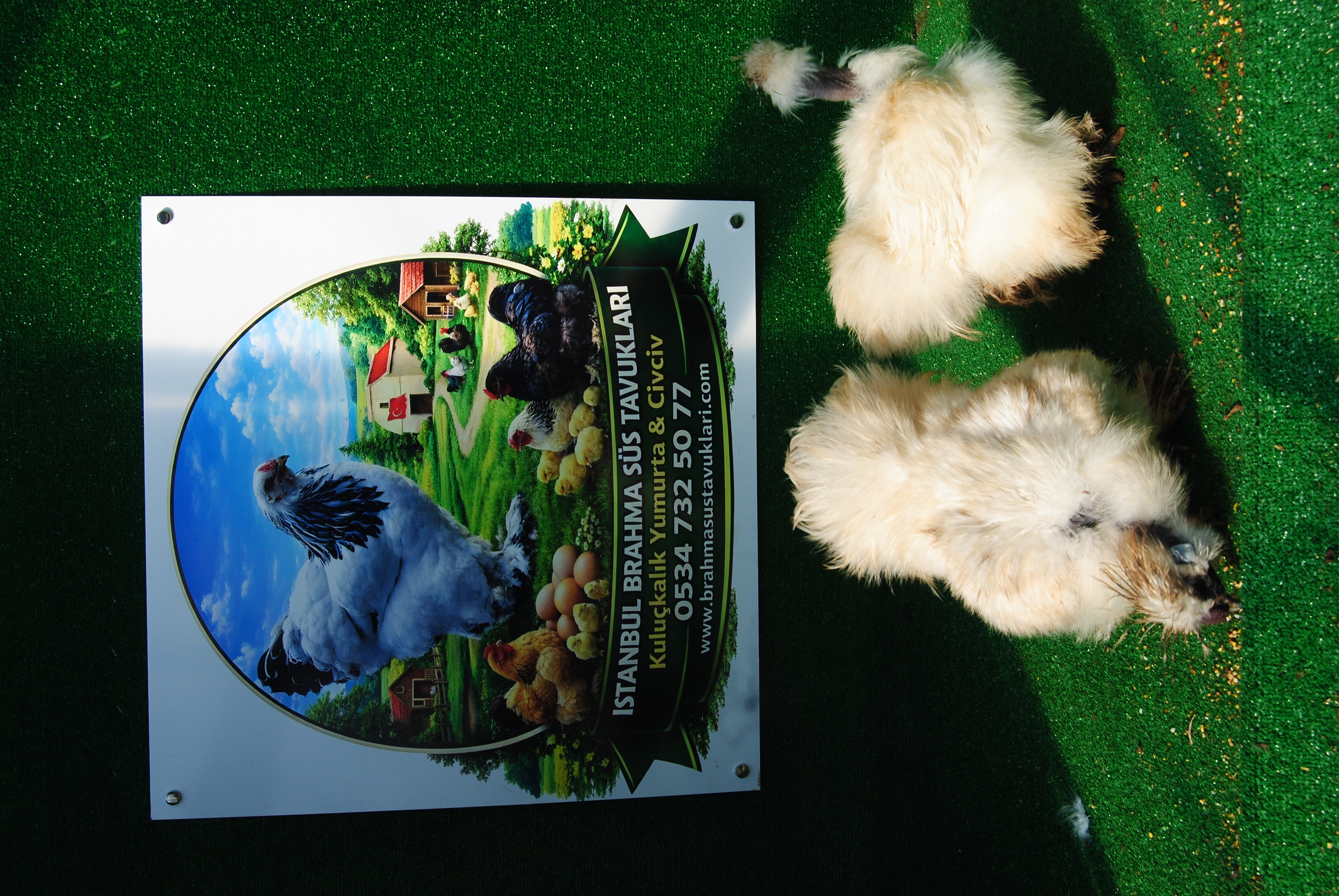 Kel Boyun Beyaz Habeş Kuluçkalık Yumurta