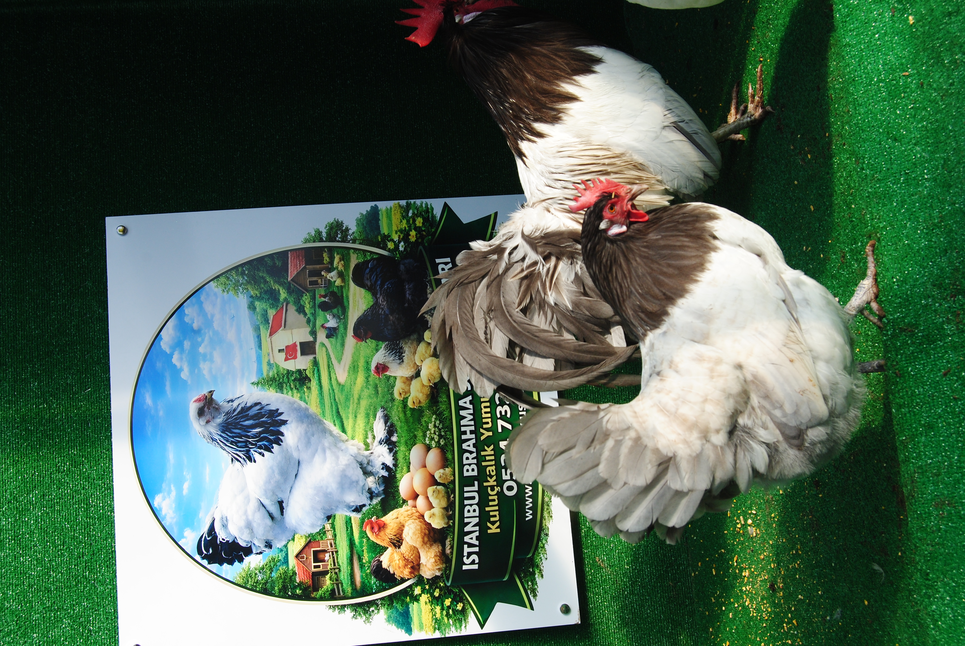 Blue Lakenvalder Kuluçkalık Yumurta