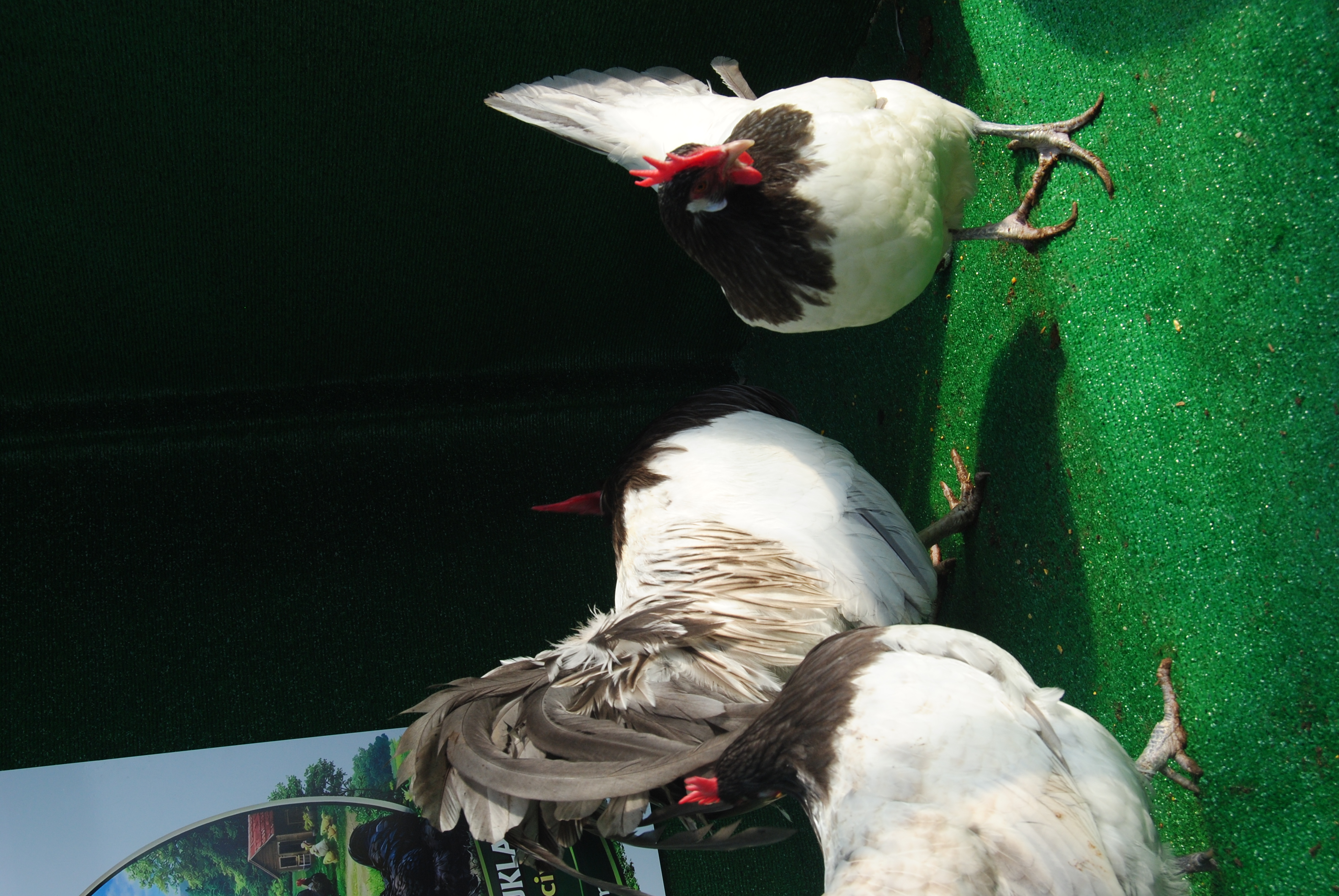 Blue Lakenvalder Kuluçkalık Yumurta