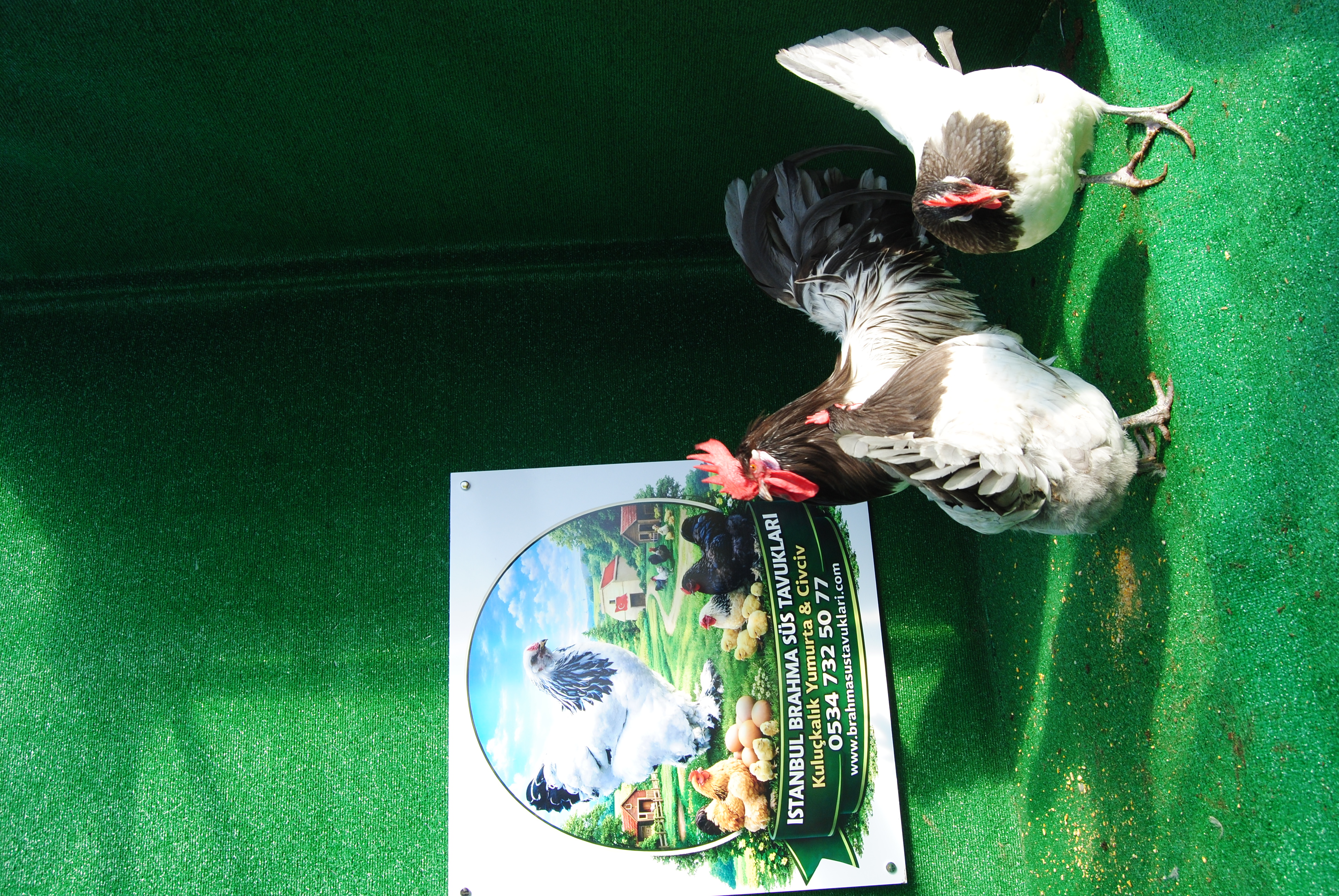 Blue Lakenvalder Kuluçkalık Yumurta