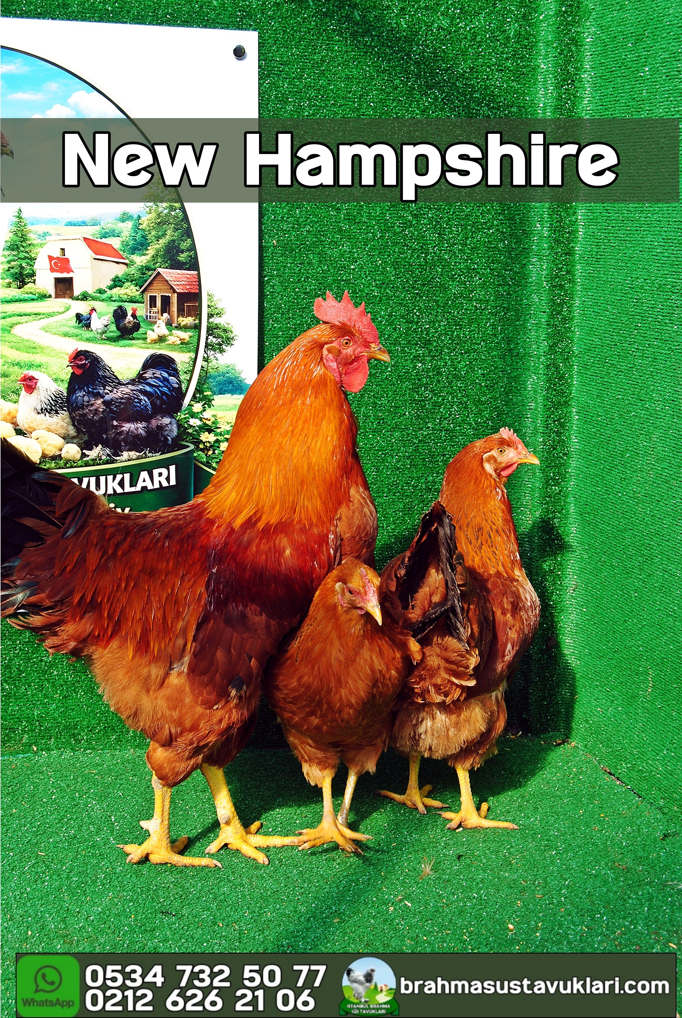New Hampshire Kuluçkalık Yumurta