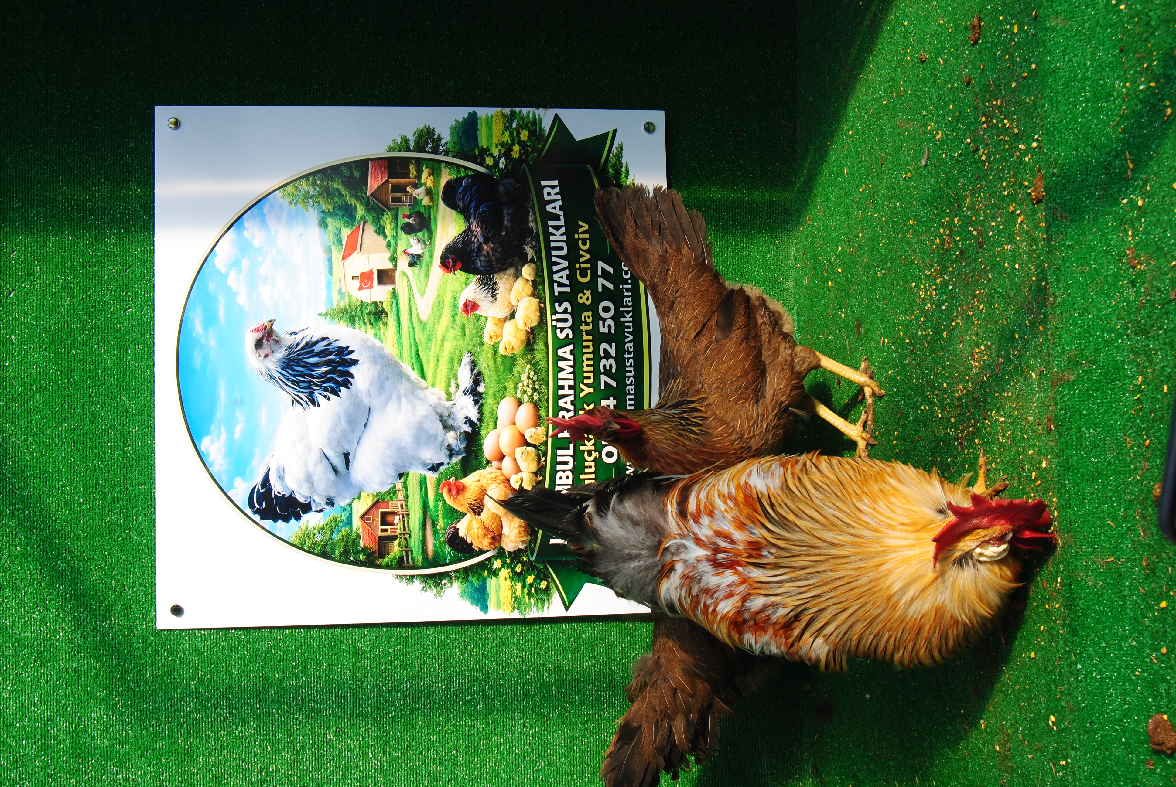 Orange Ligorin Kuluçkalık Yumurta