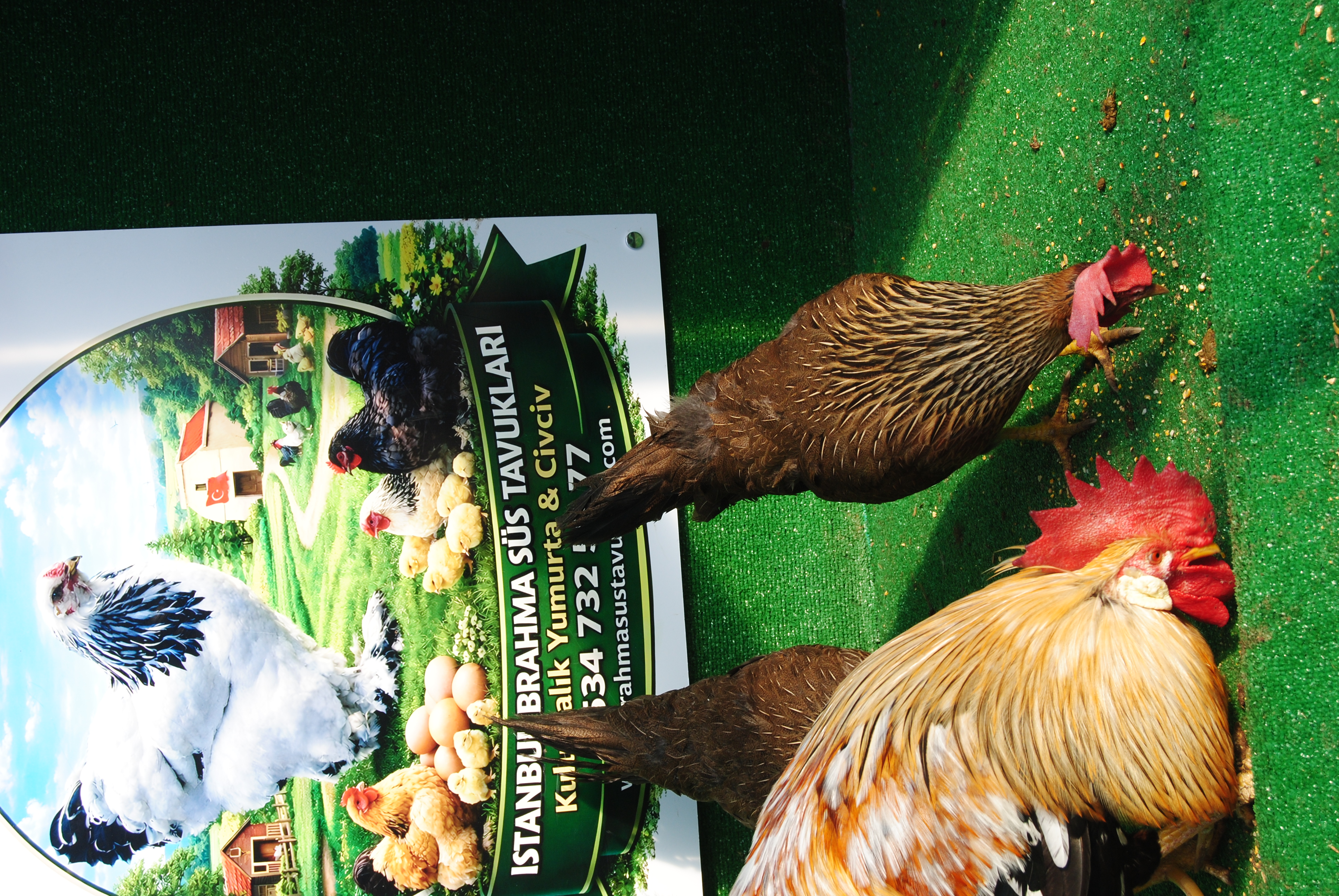 Orange Ligorin Kuluçkalık Yumurta