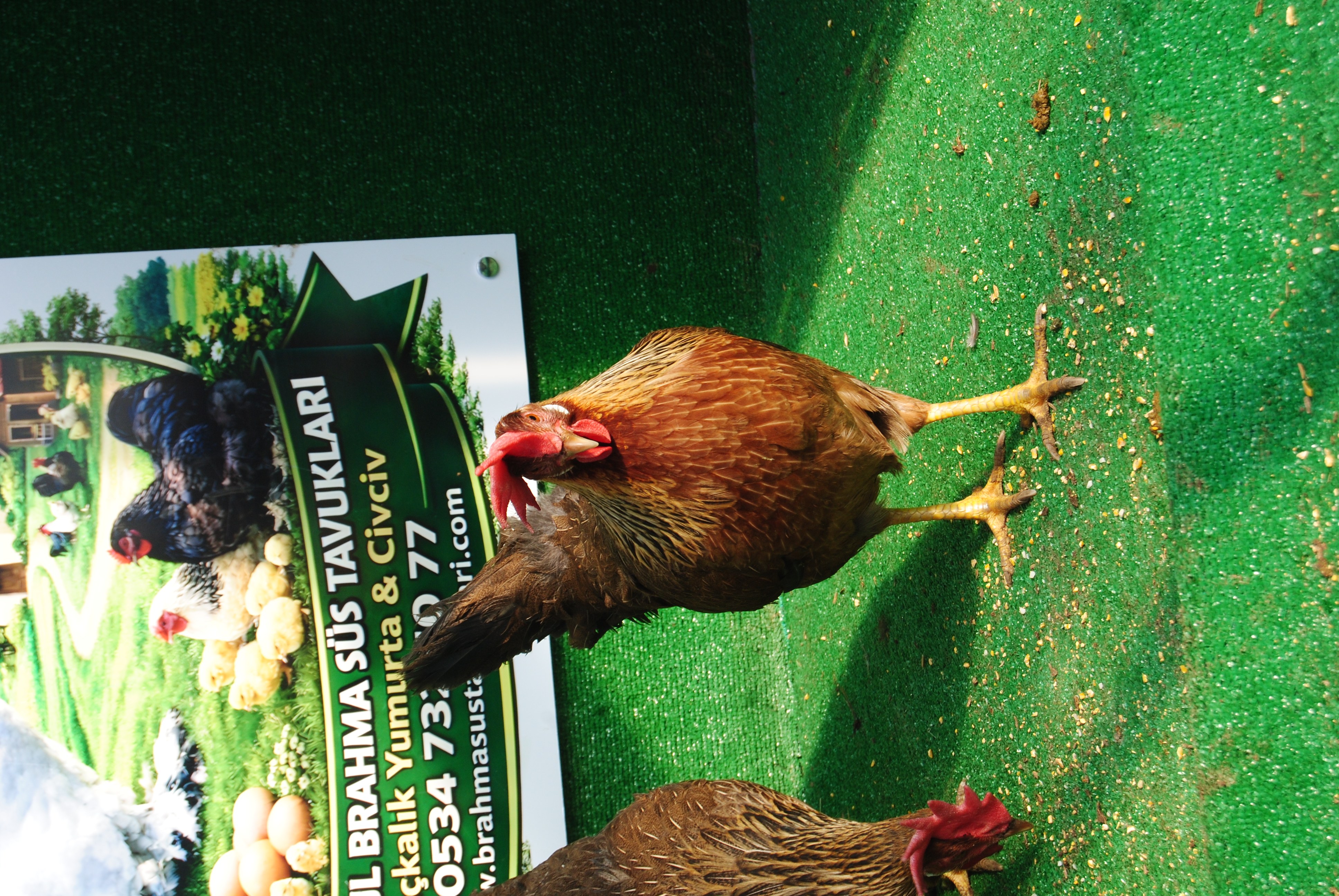 Orange Ligorin Kuluçkalık Yumurta