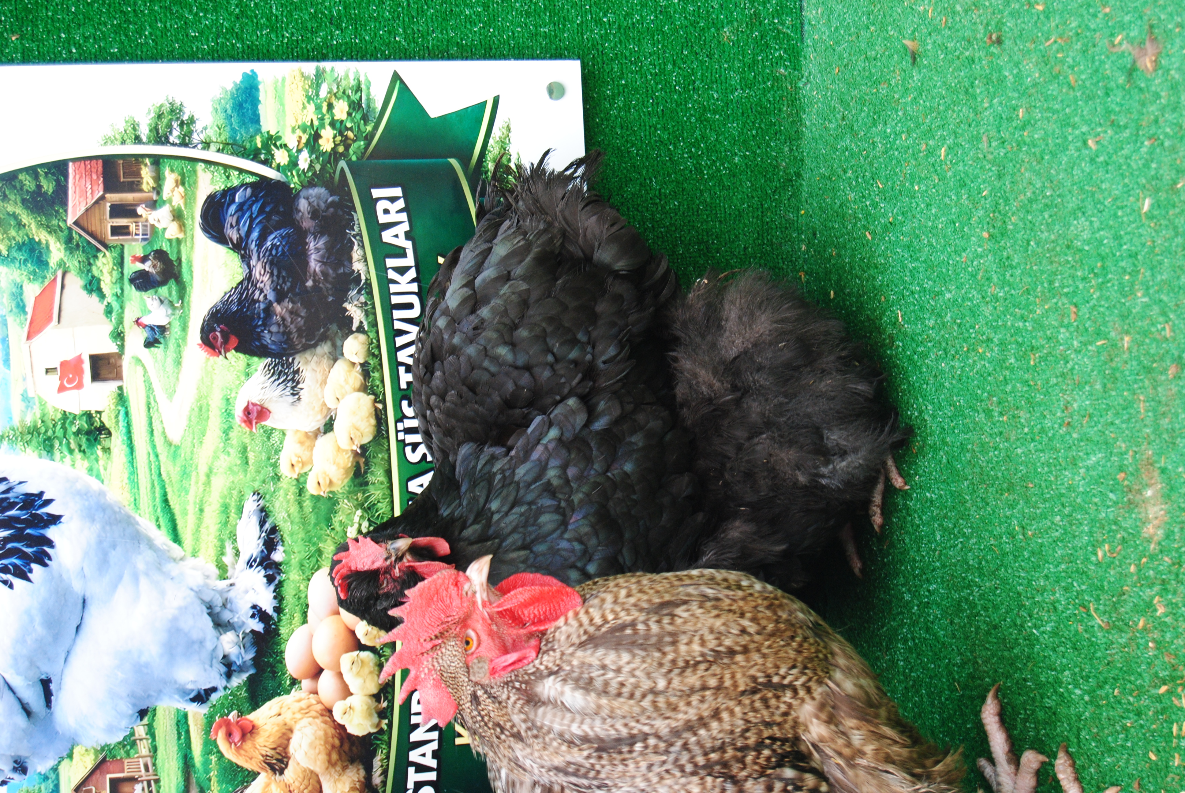 Orpington Coco Çikolata Kuluçkalık Yumurta