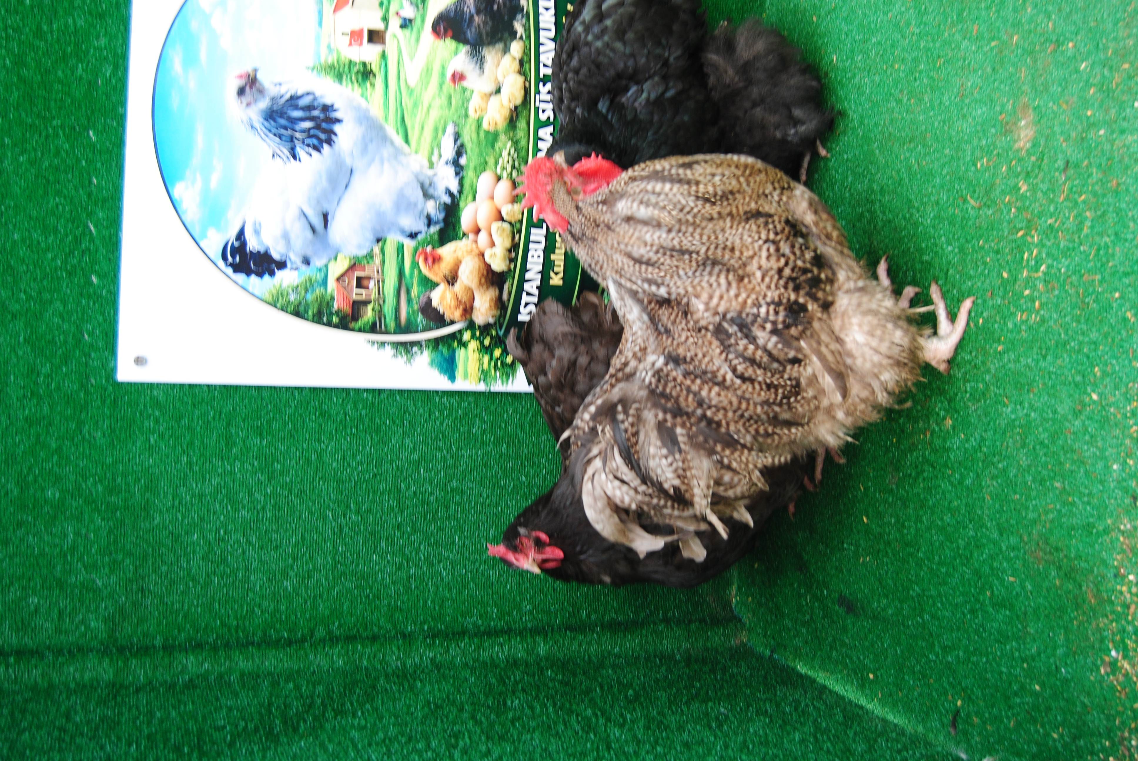 Orpington Coco Çikolata Kuluçkalık Yumurta