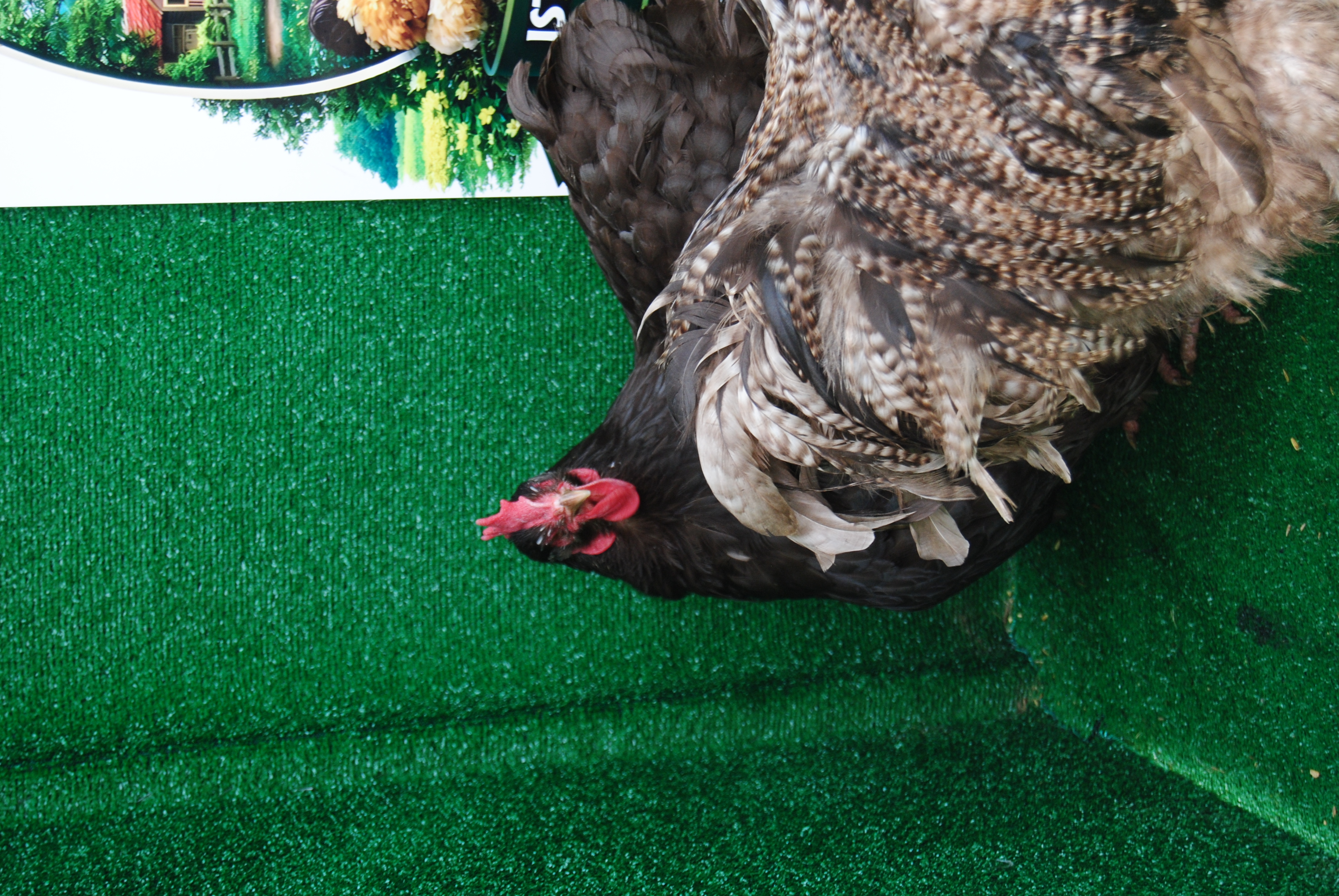 Orpington Coco Çikolata Kuluçkalık Yumurta