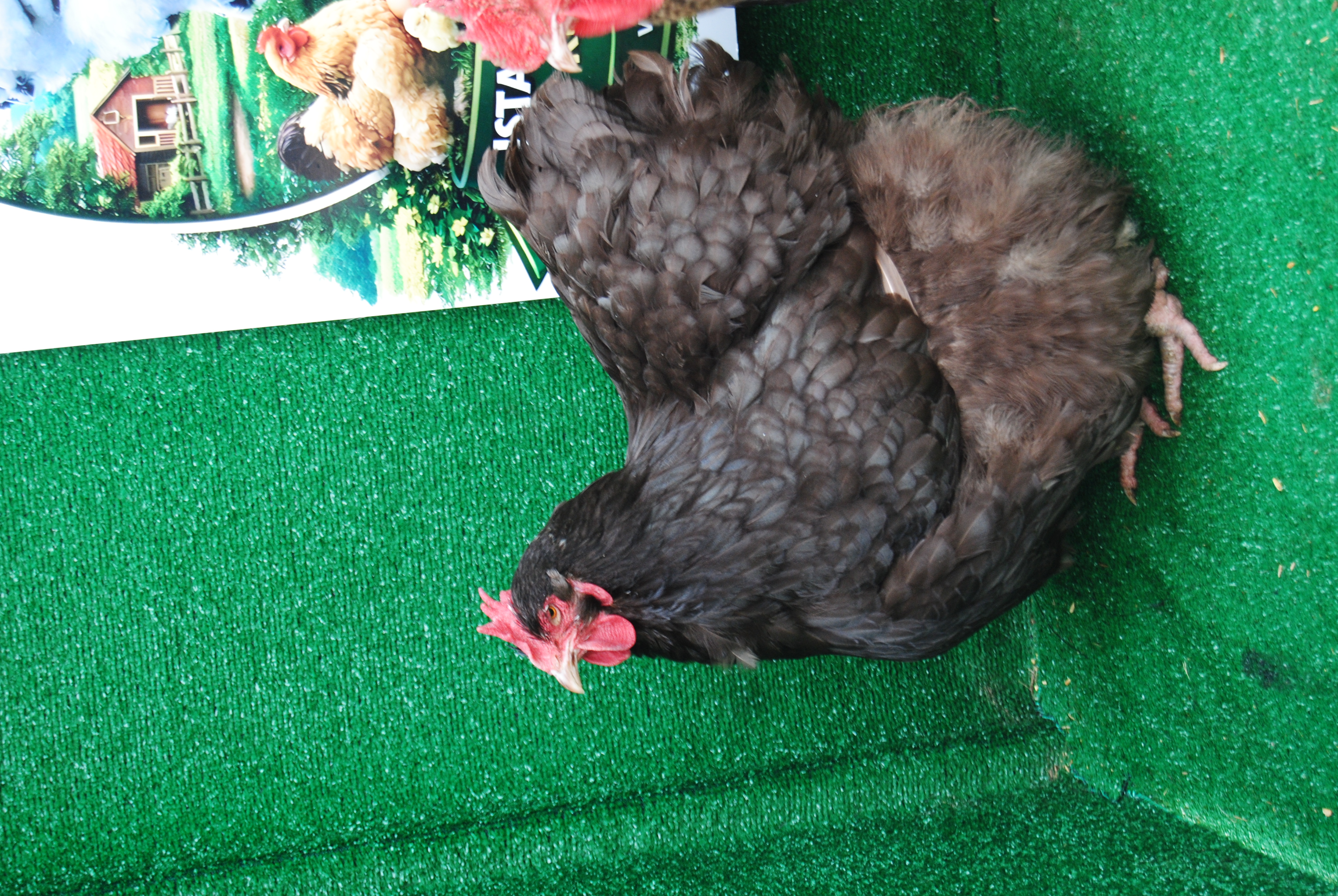 Orpington Coco Çikolata Kuluçkalık Yumurta