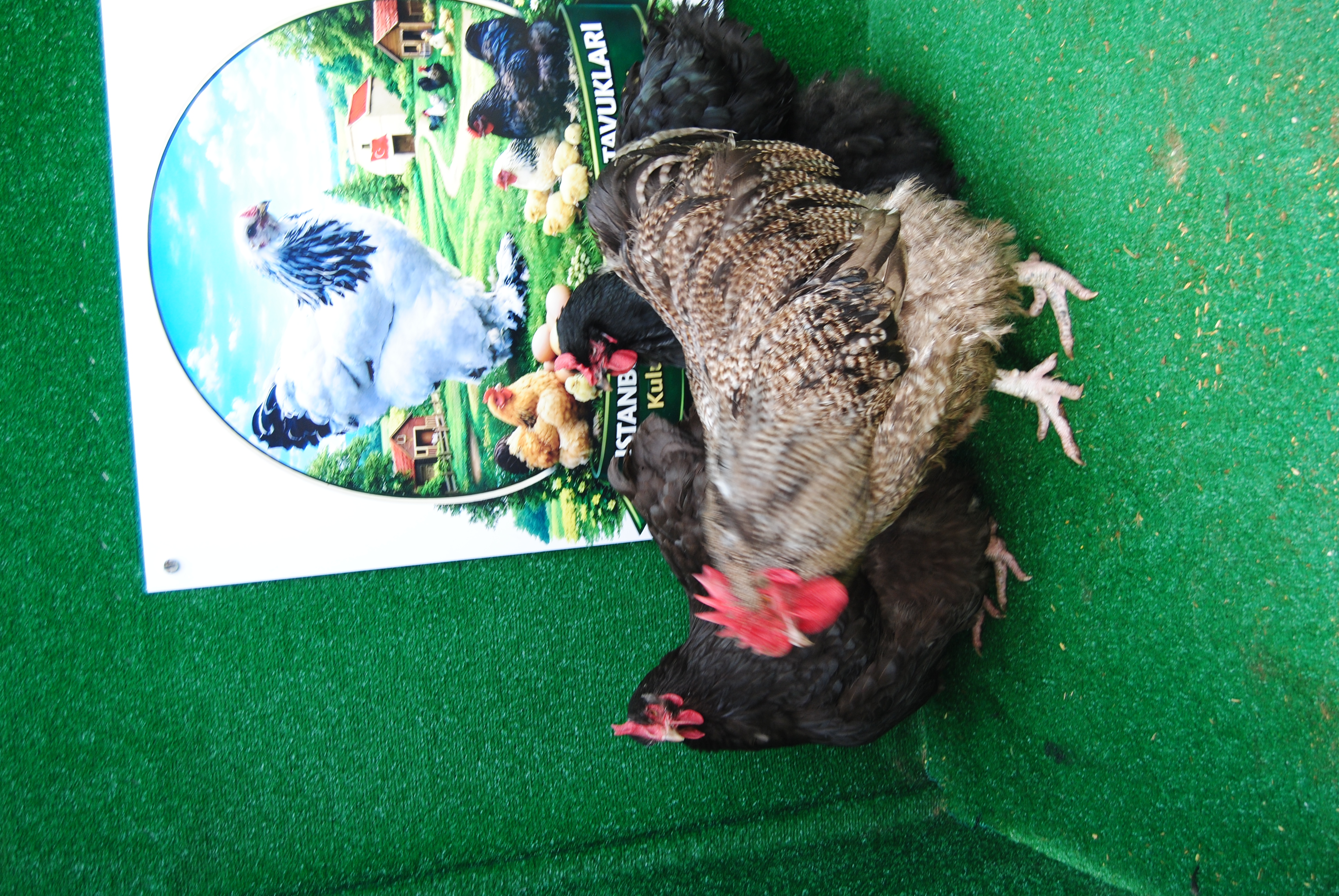 Orpington Coco Çikolata Kuluçkalık Yumurta