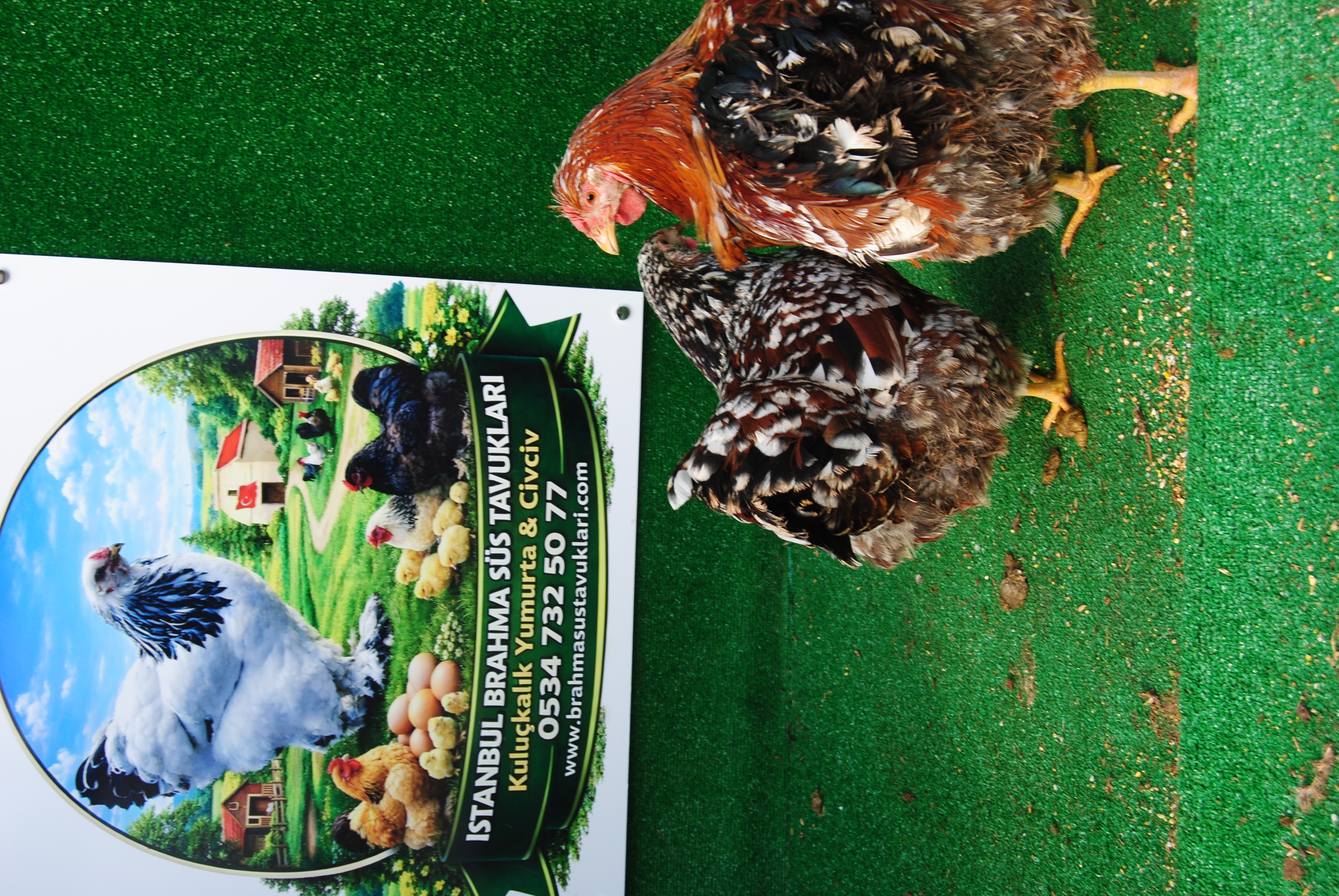 Porselen Wyandotte Kuluçkalık Yumurta