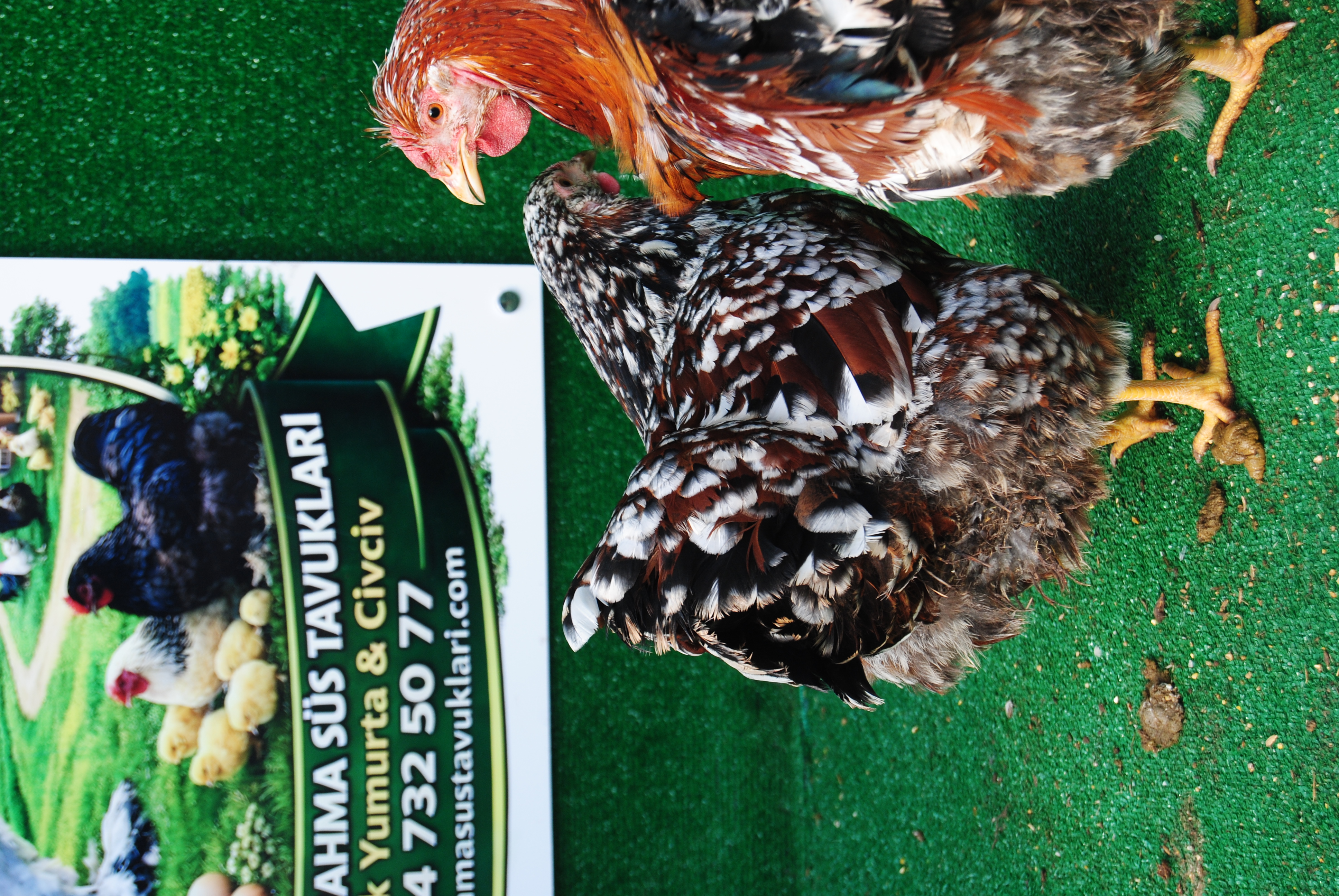 Porselen Wyandotte Kuluçkalık Yumurta