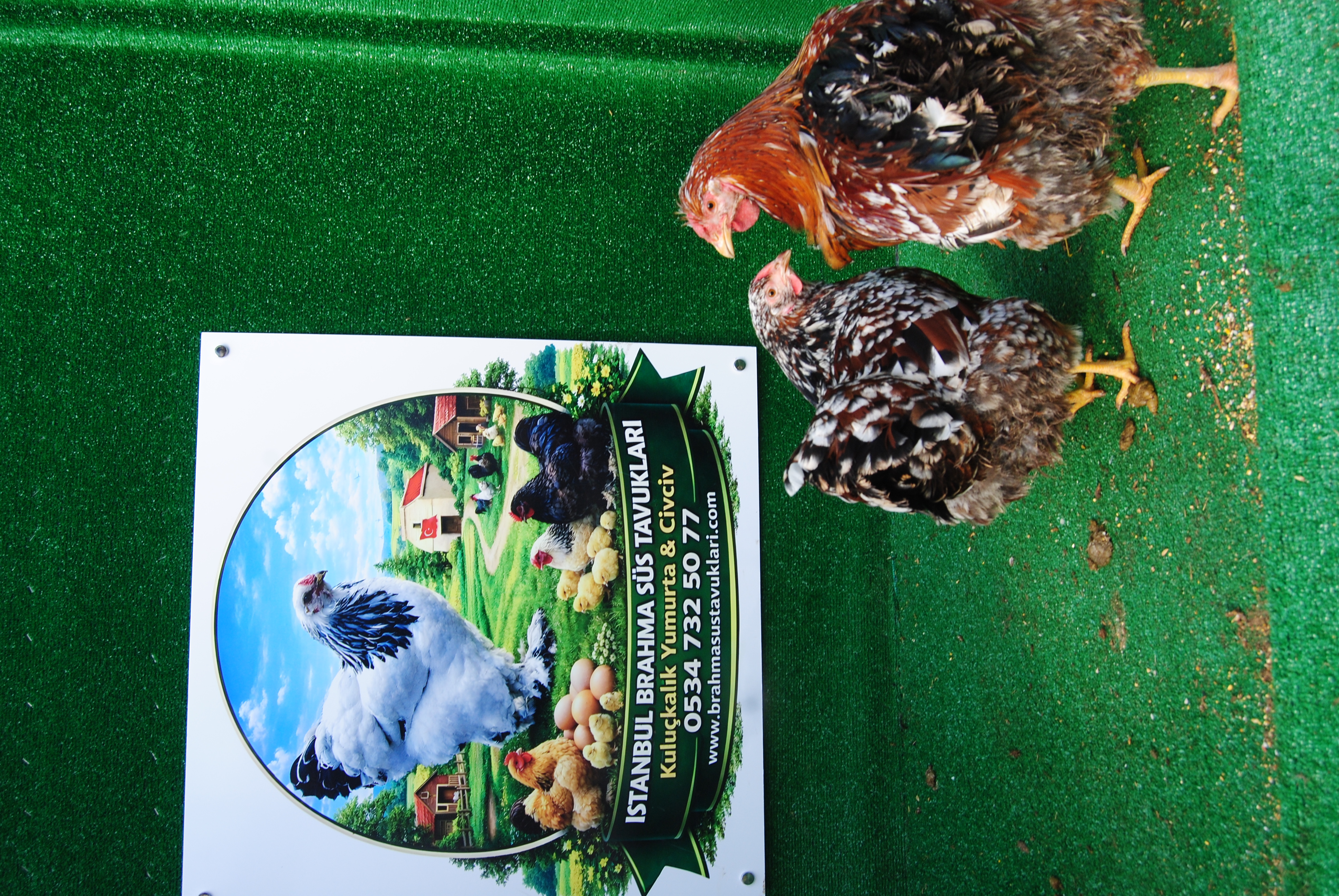 Porselen Wyandotte Kuluçkalık Yumurta