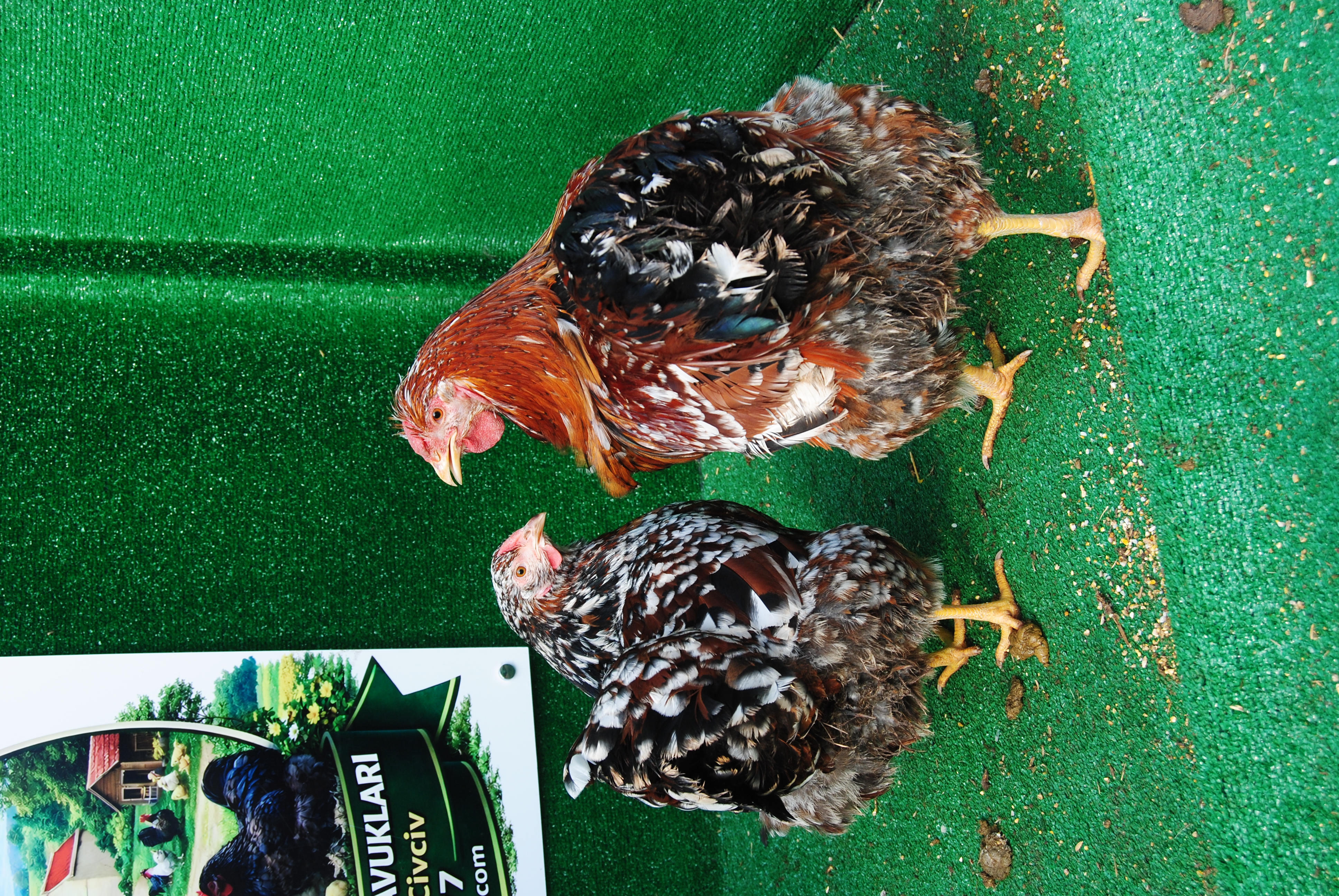 Porselen Wyandotte Kuluçkalık Yumurta