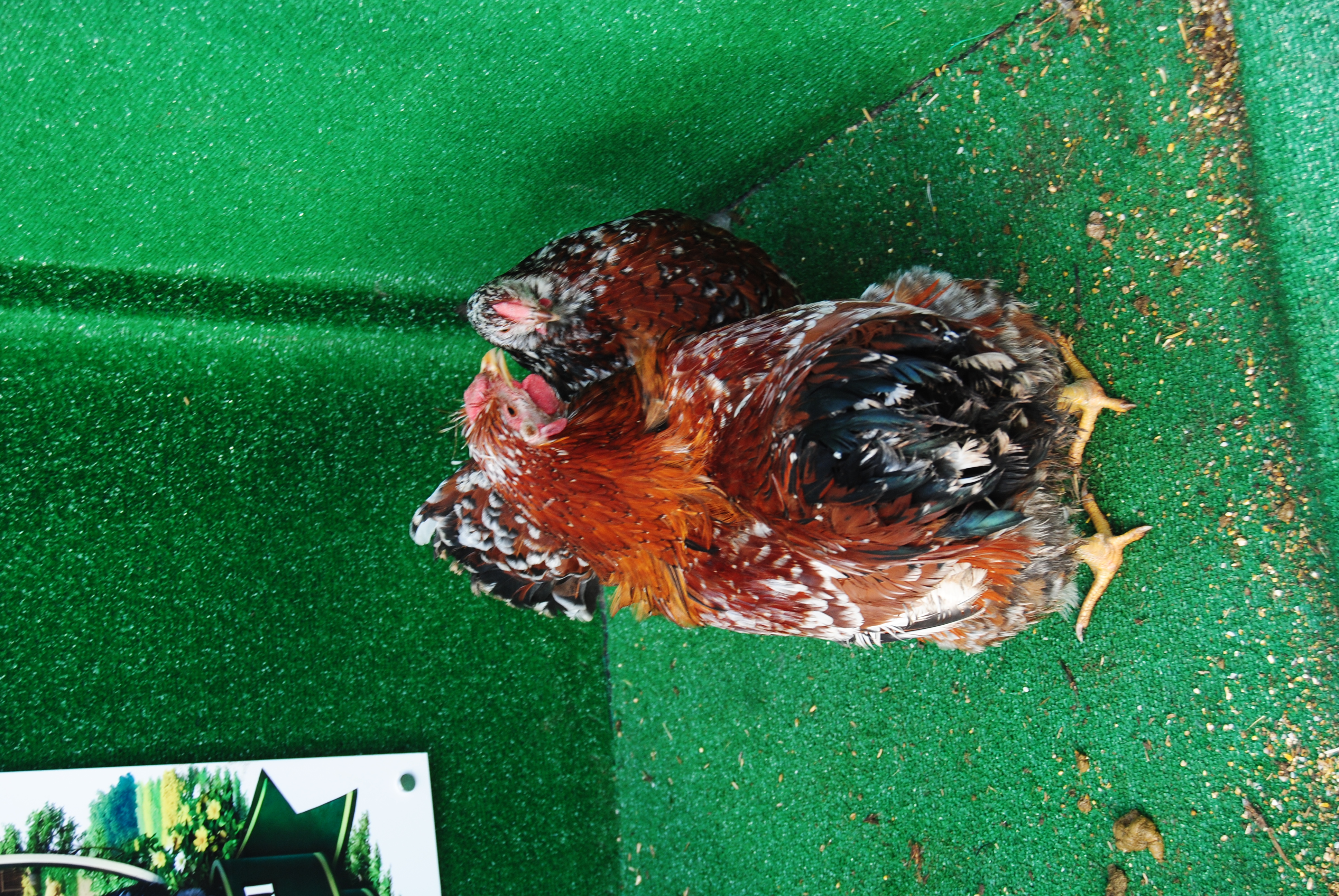 Porselen Wyandotte Kuluçkalık Yumurta