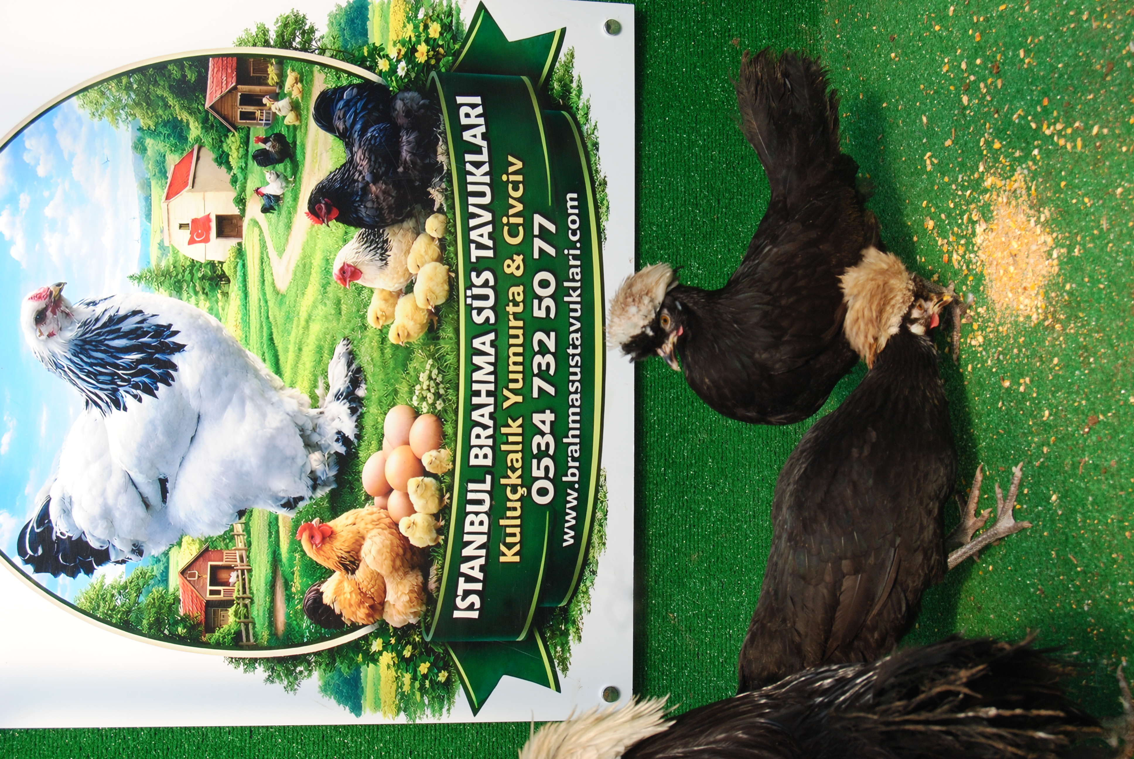 RAHİBE FİZAN KULUÇKALIK YUMURTA