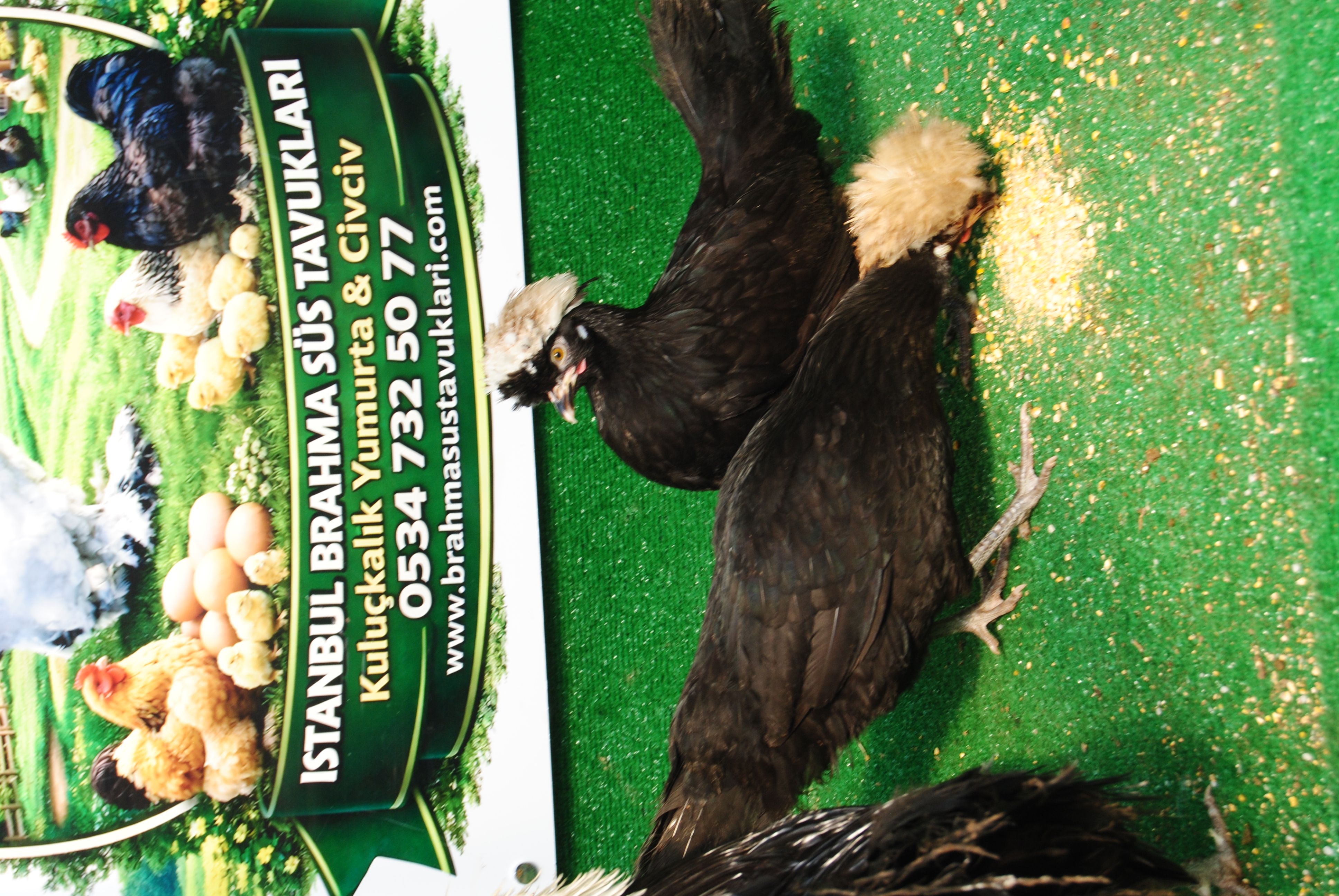 RAHİBE FİZAN KULUÇKALIK YUMURTA