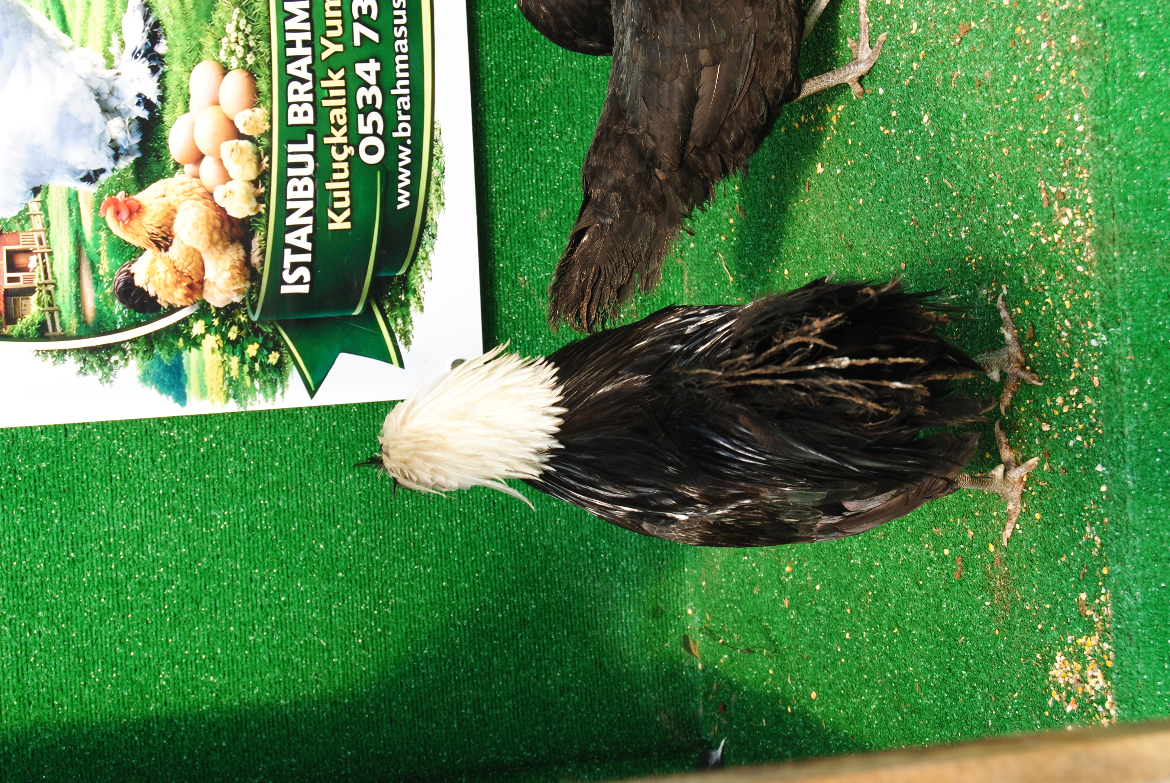 RAHİBE FİZAN KULUÇKALIK YUMURTA