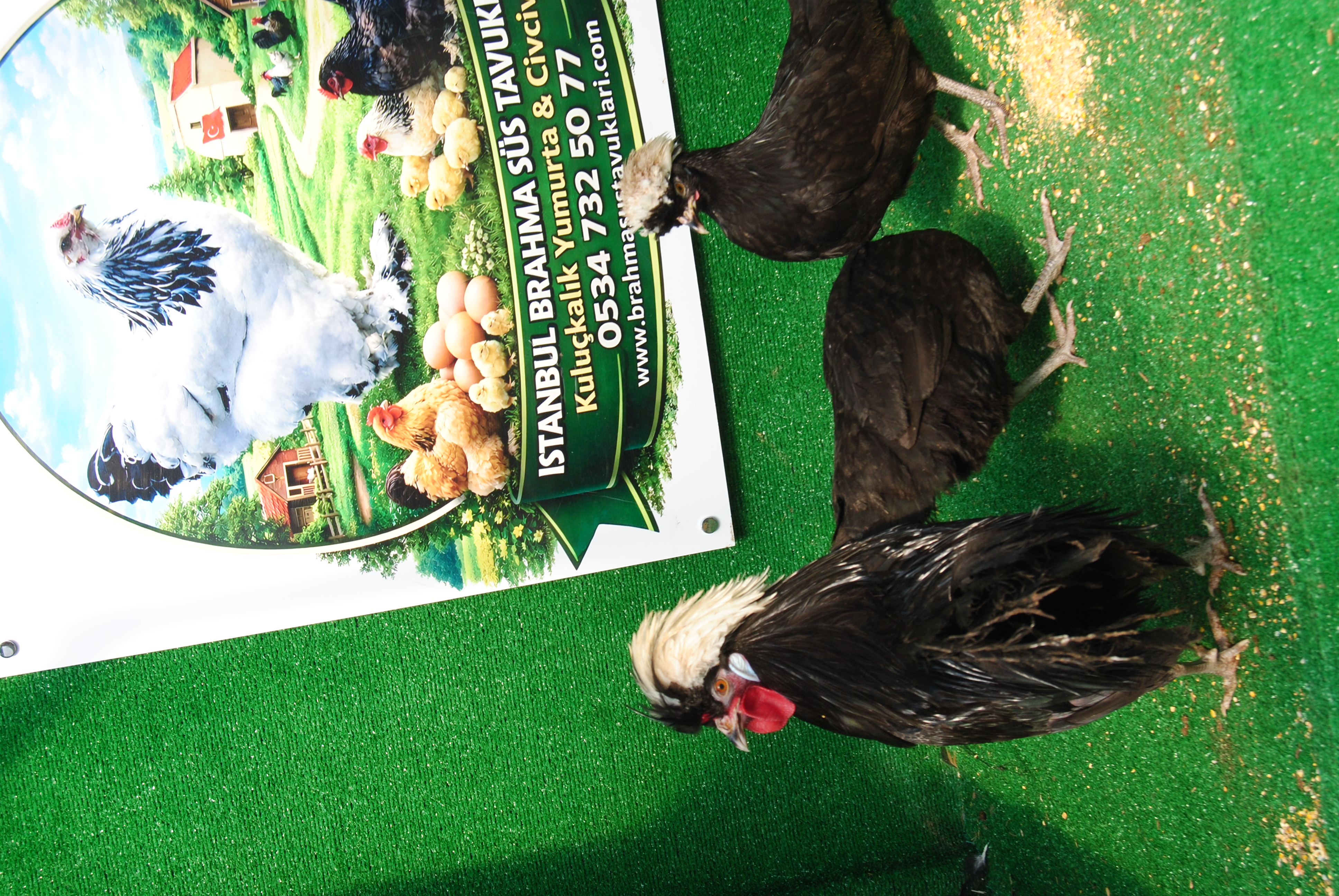 RAHİBE FİZAN KULUÇKALIK YUMURTA