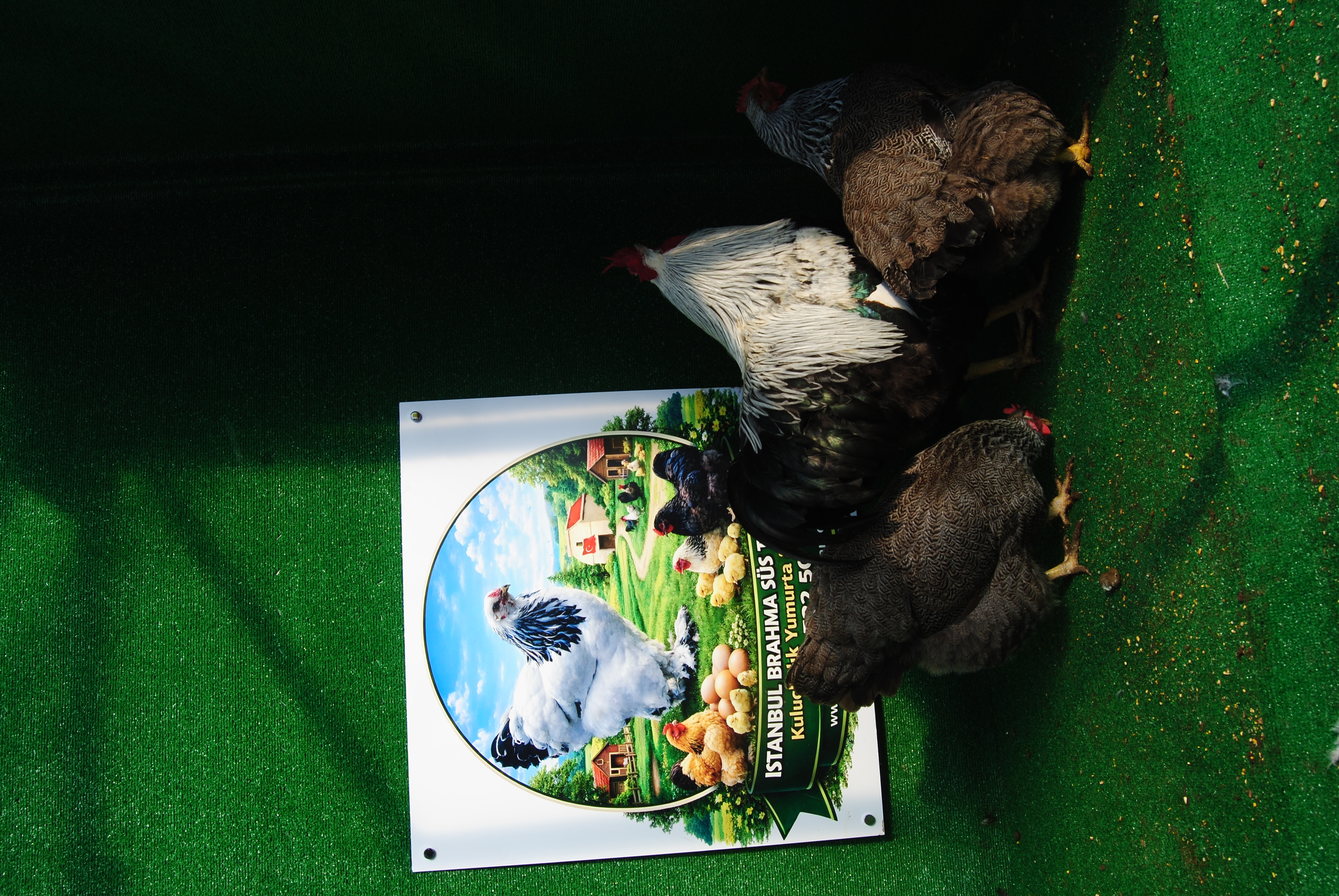 Silver Pencilled Rock Kuluçkalık Yumurta