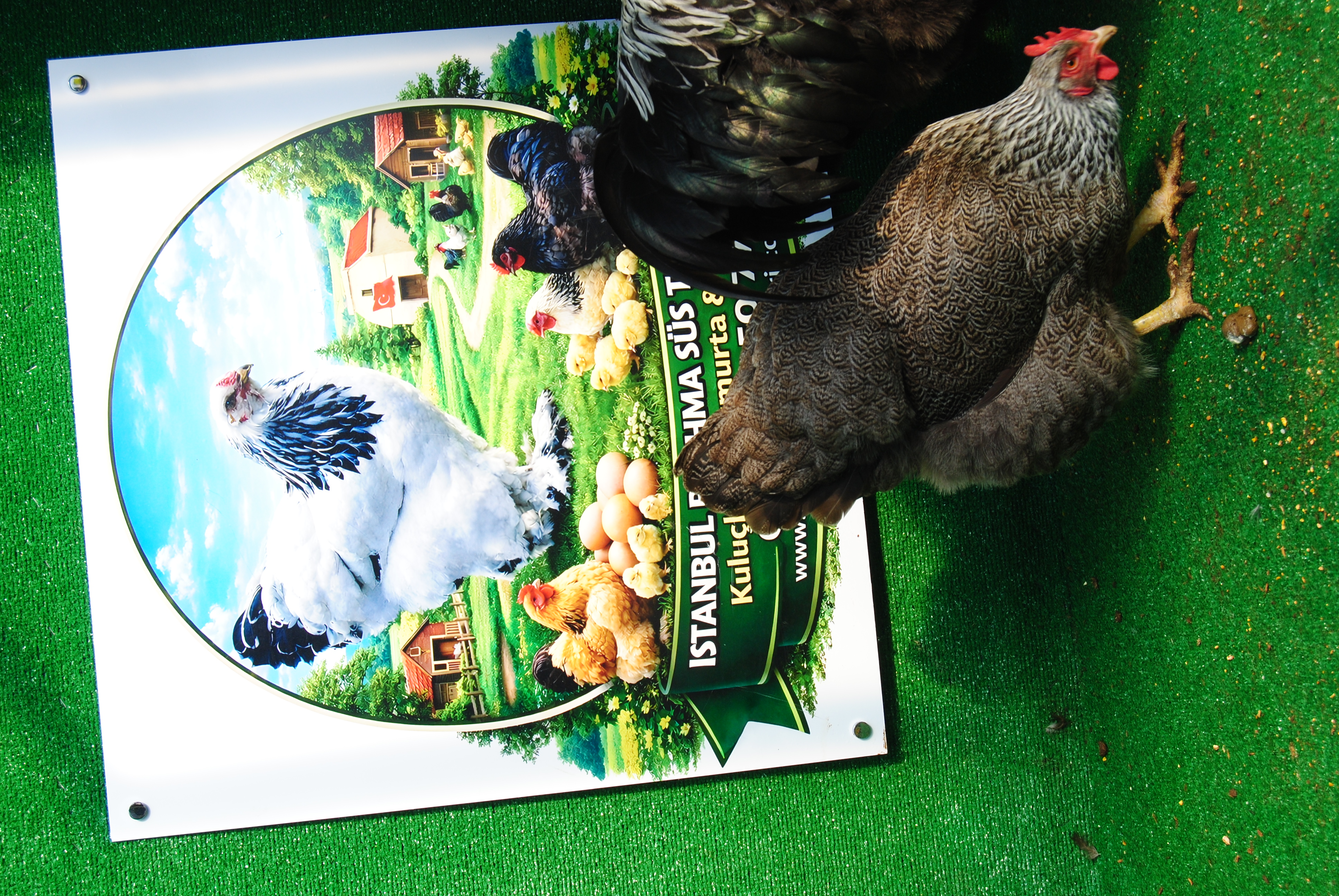 Silver Pencilled Rock Kuluçkalık Yumurta