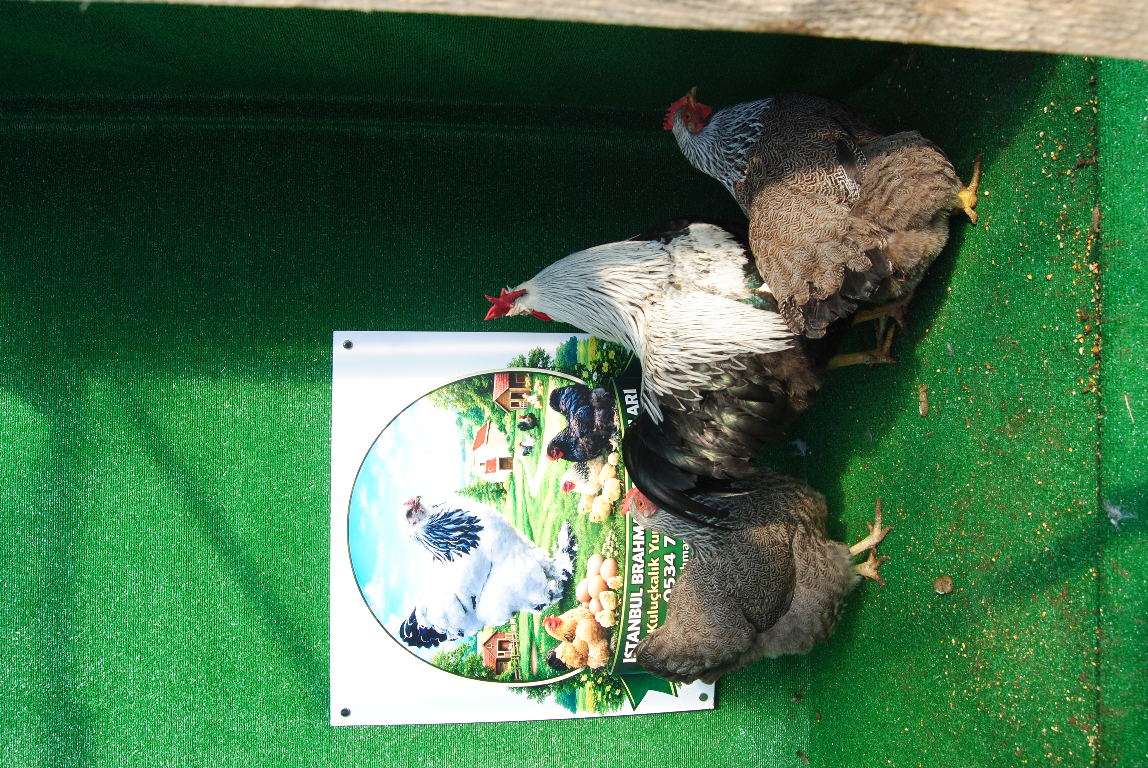 Silver Pencilled Rock Kuluçkalık Yumurta