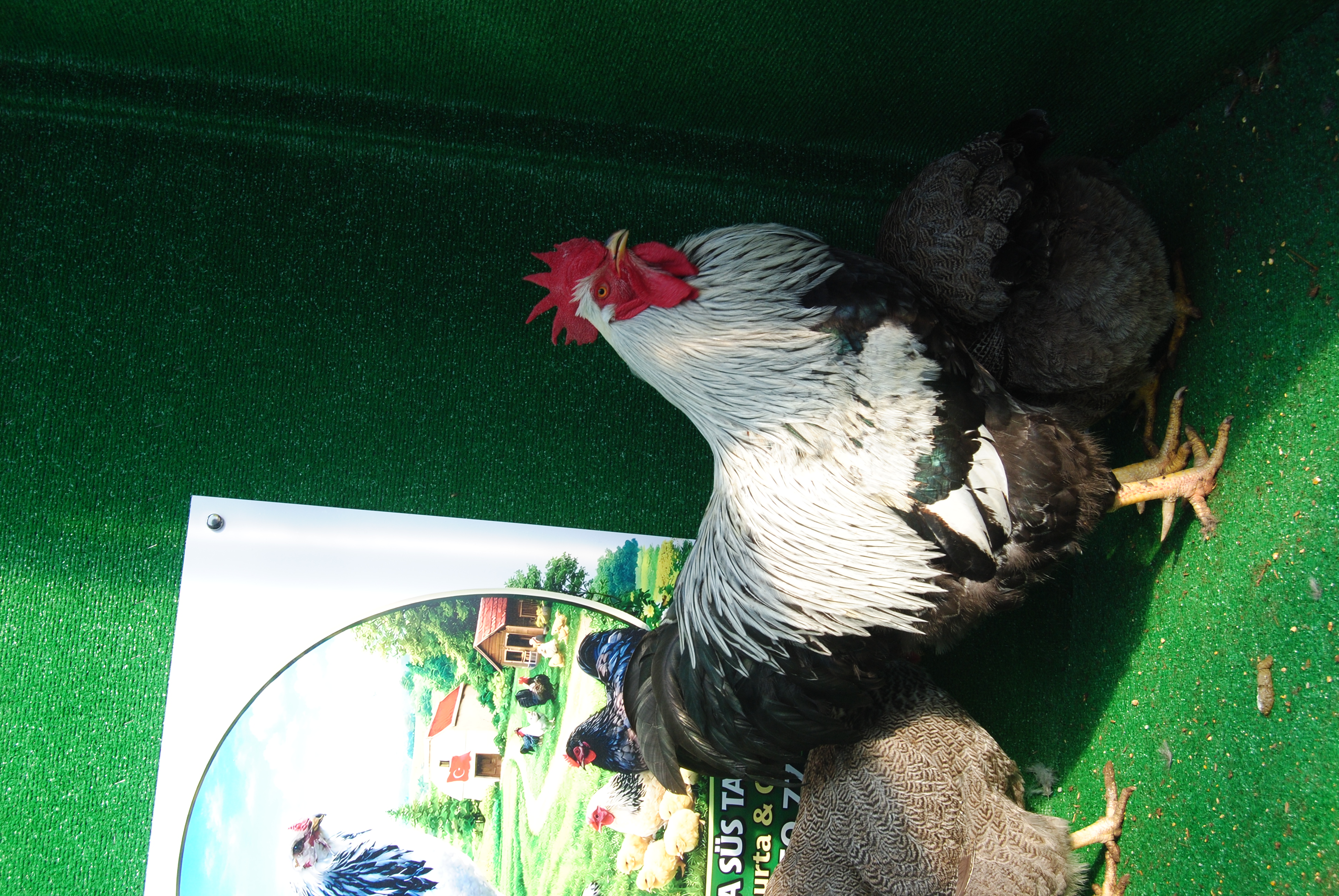 Silver Pencilled Rock Kuluçkalık Yumurta