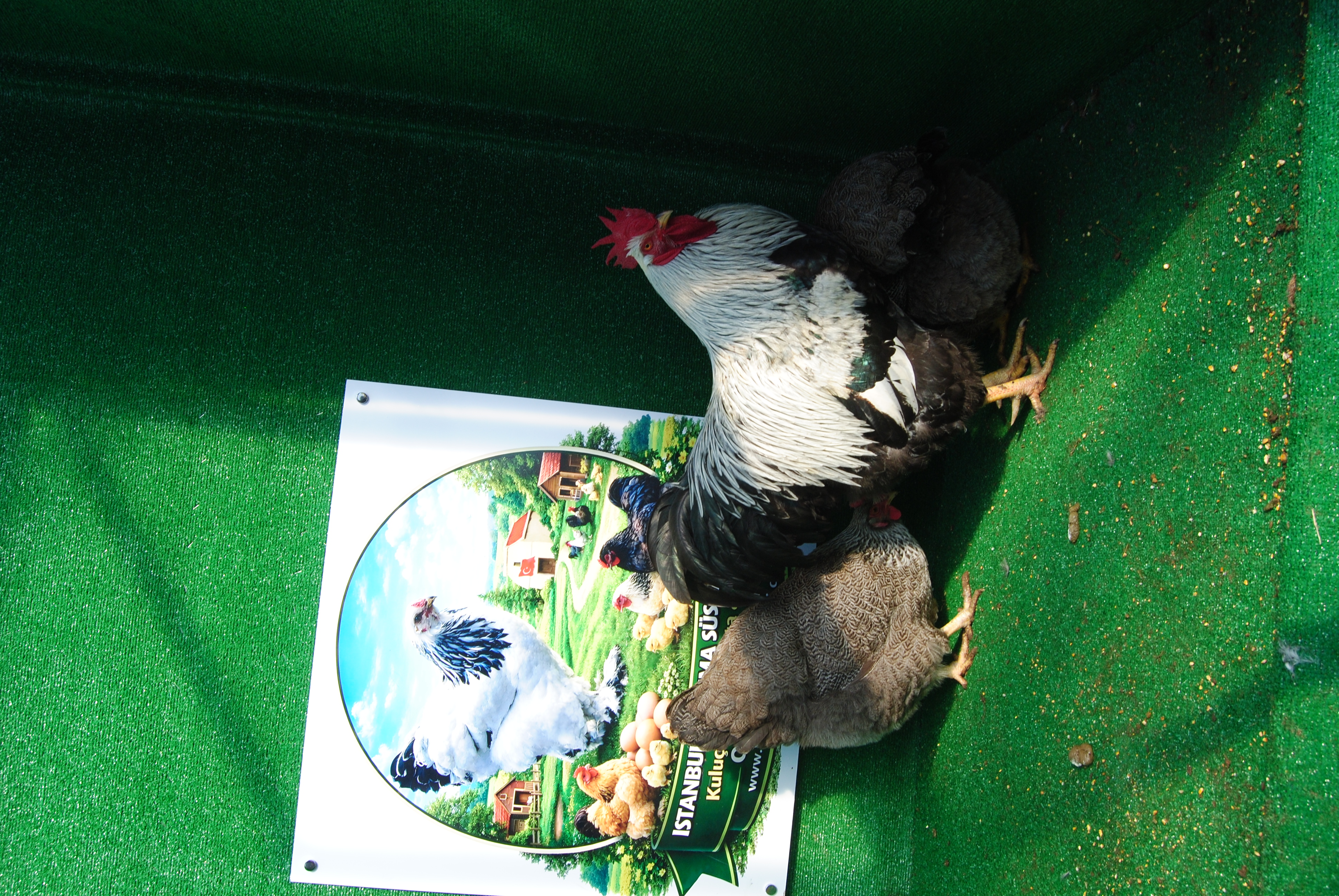 Silver Pencilled Rock Kuluçkalık Yumurta