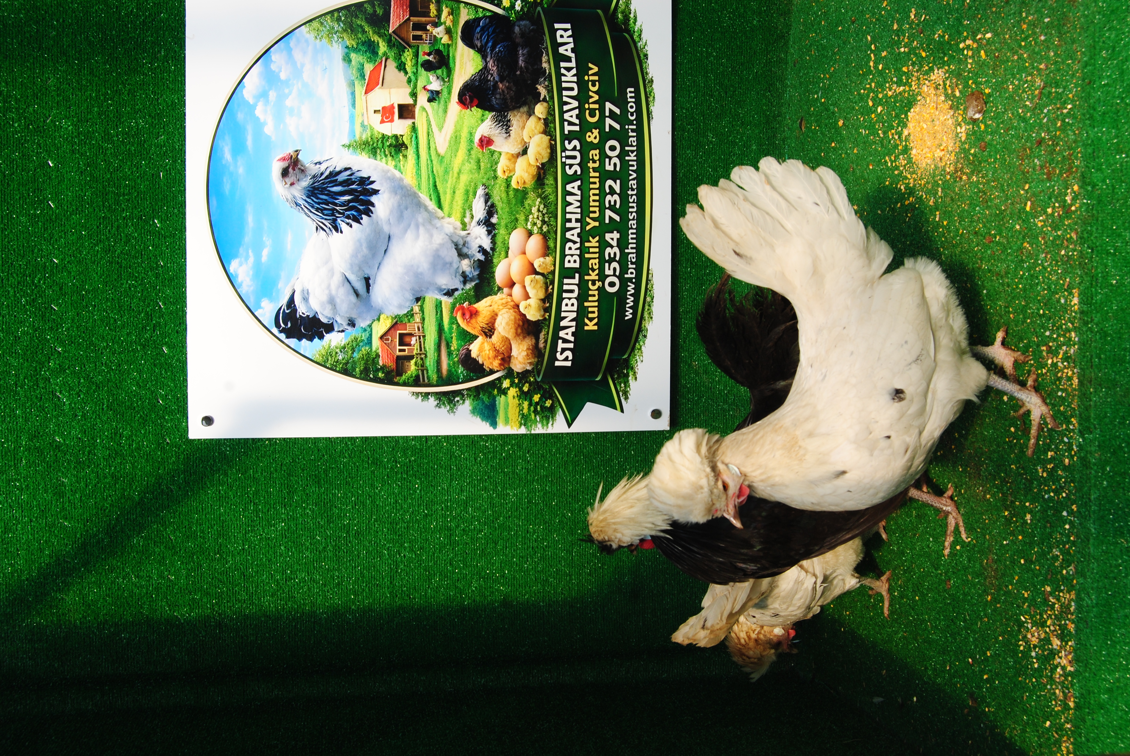 Splash Fizan Kuluçkalık Yumurta