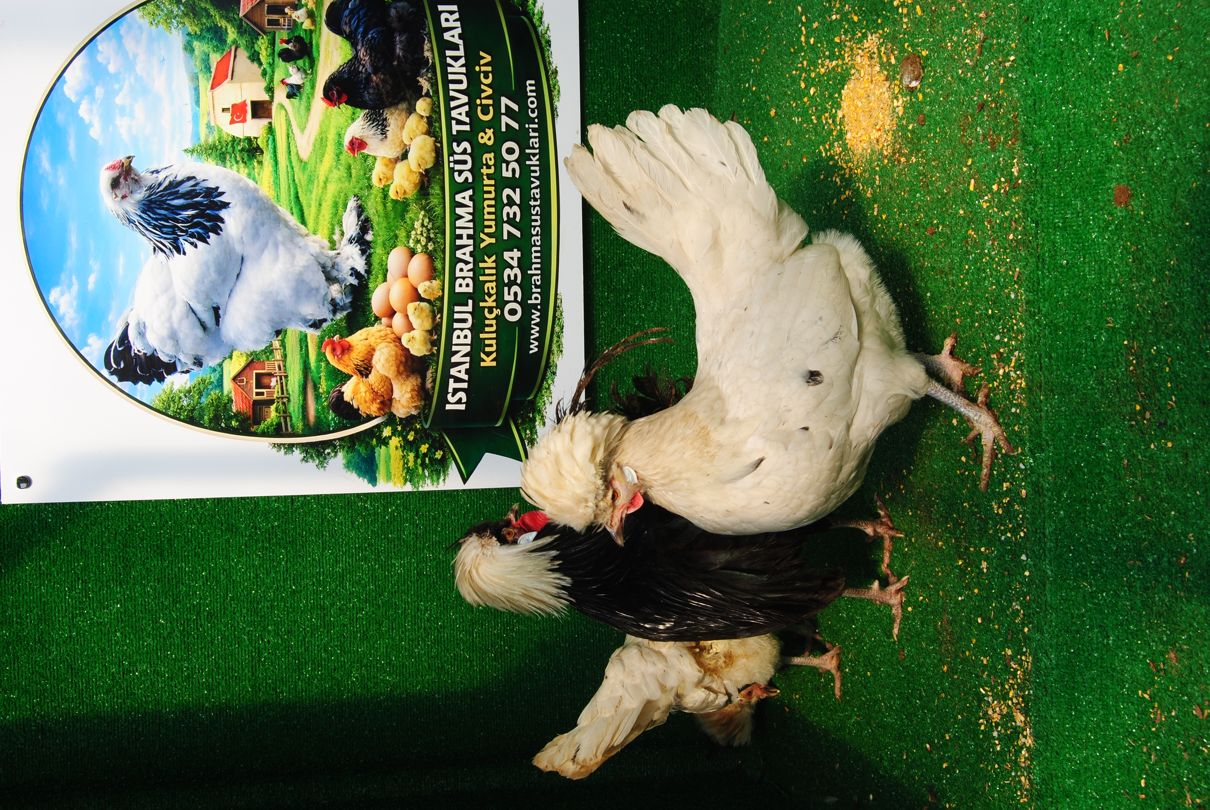 Splash Fizan Kuluçkalık Yumurta