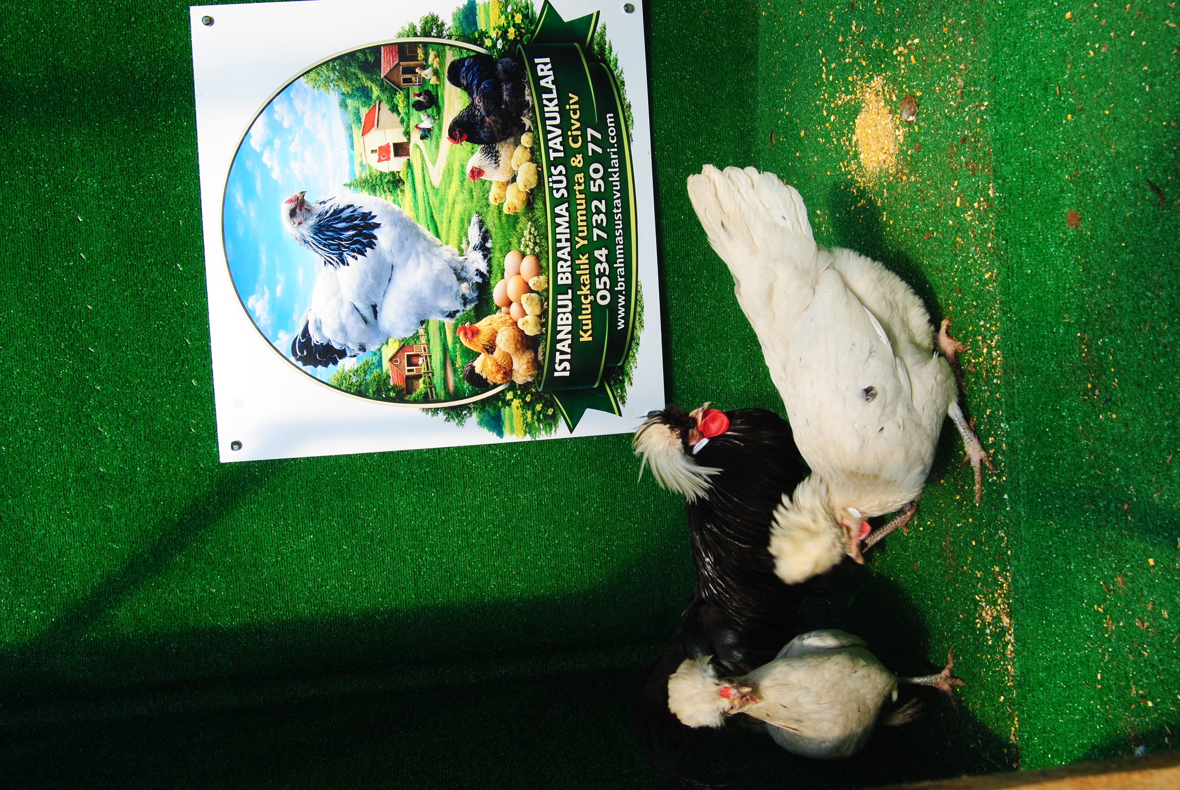 Splash Fizan Kuluçkalık Yumurta