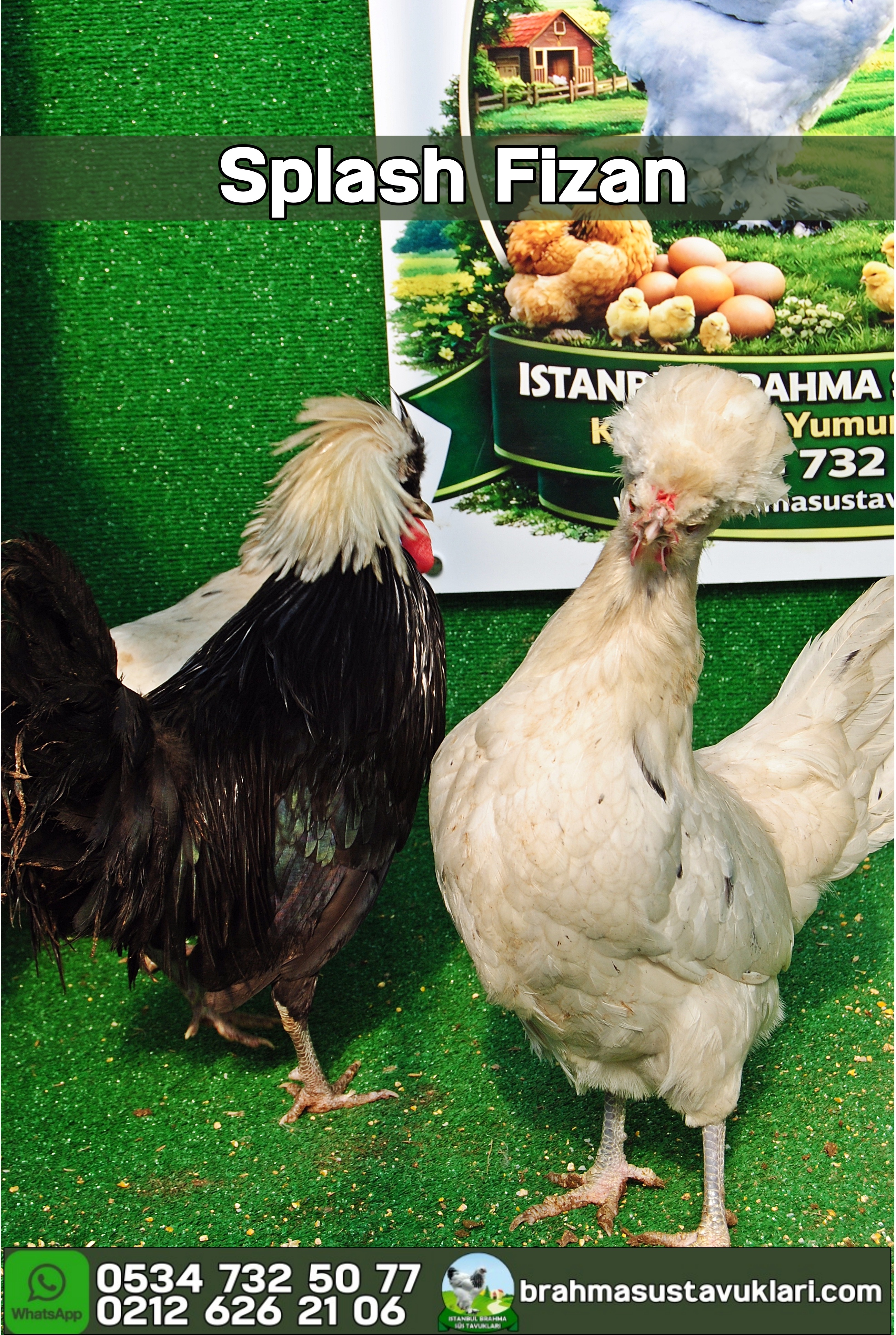 Splash Fizan Kuluçkalık Yumurta