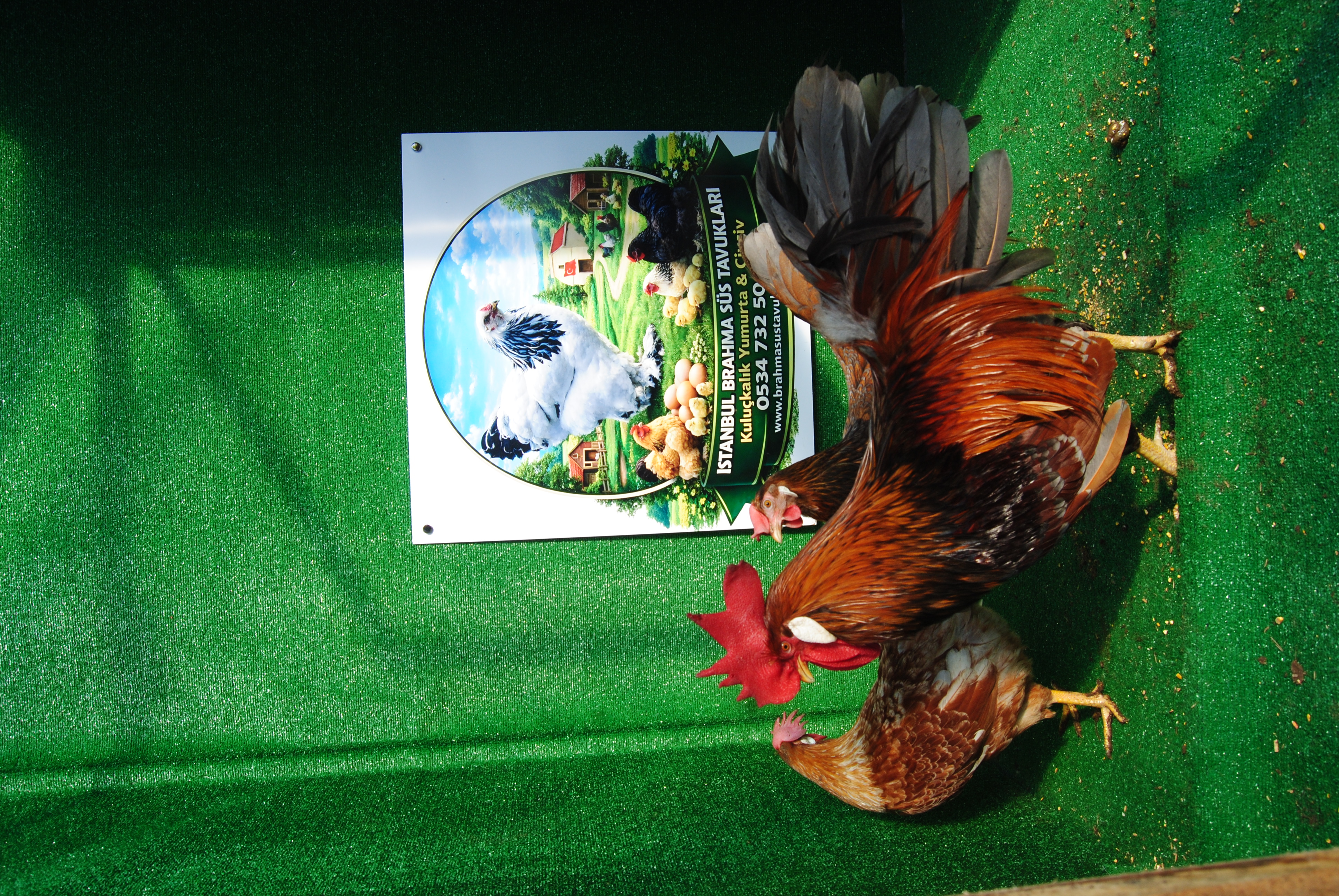 Red Blue Ligorin Kuluçkalık Yumurta