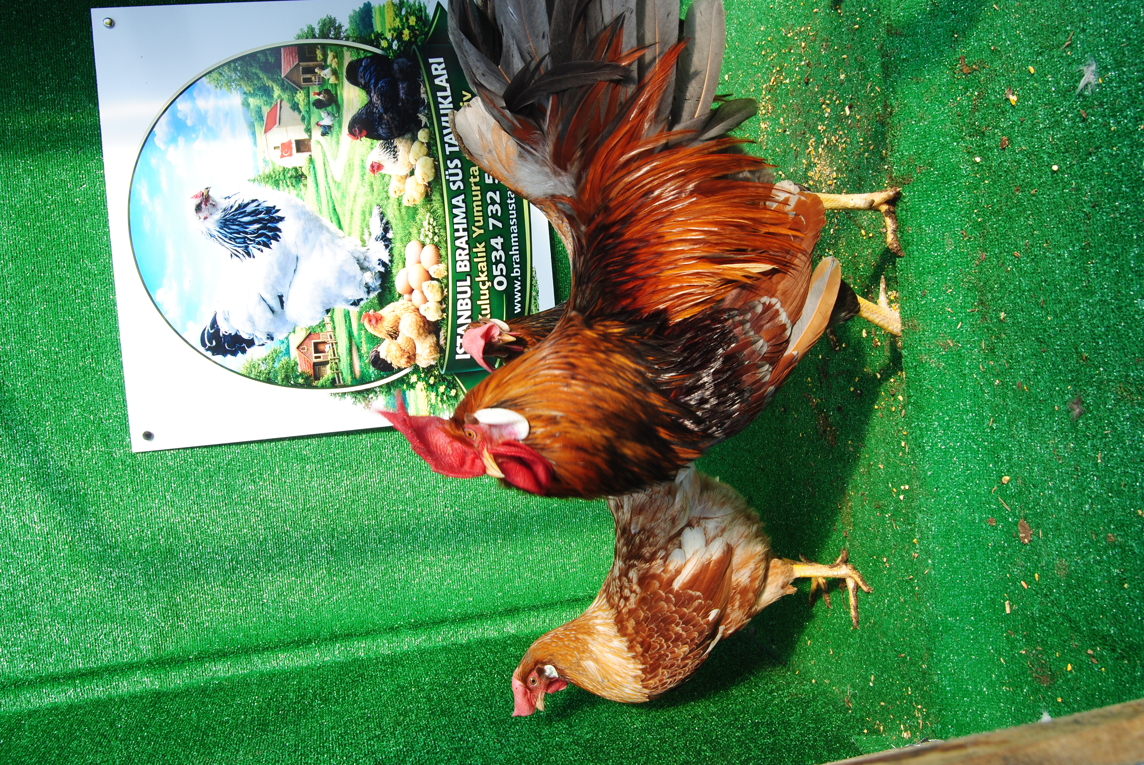 Red Blue Ligorin Kuluçkalık Yumurta