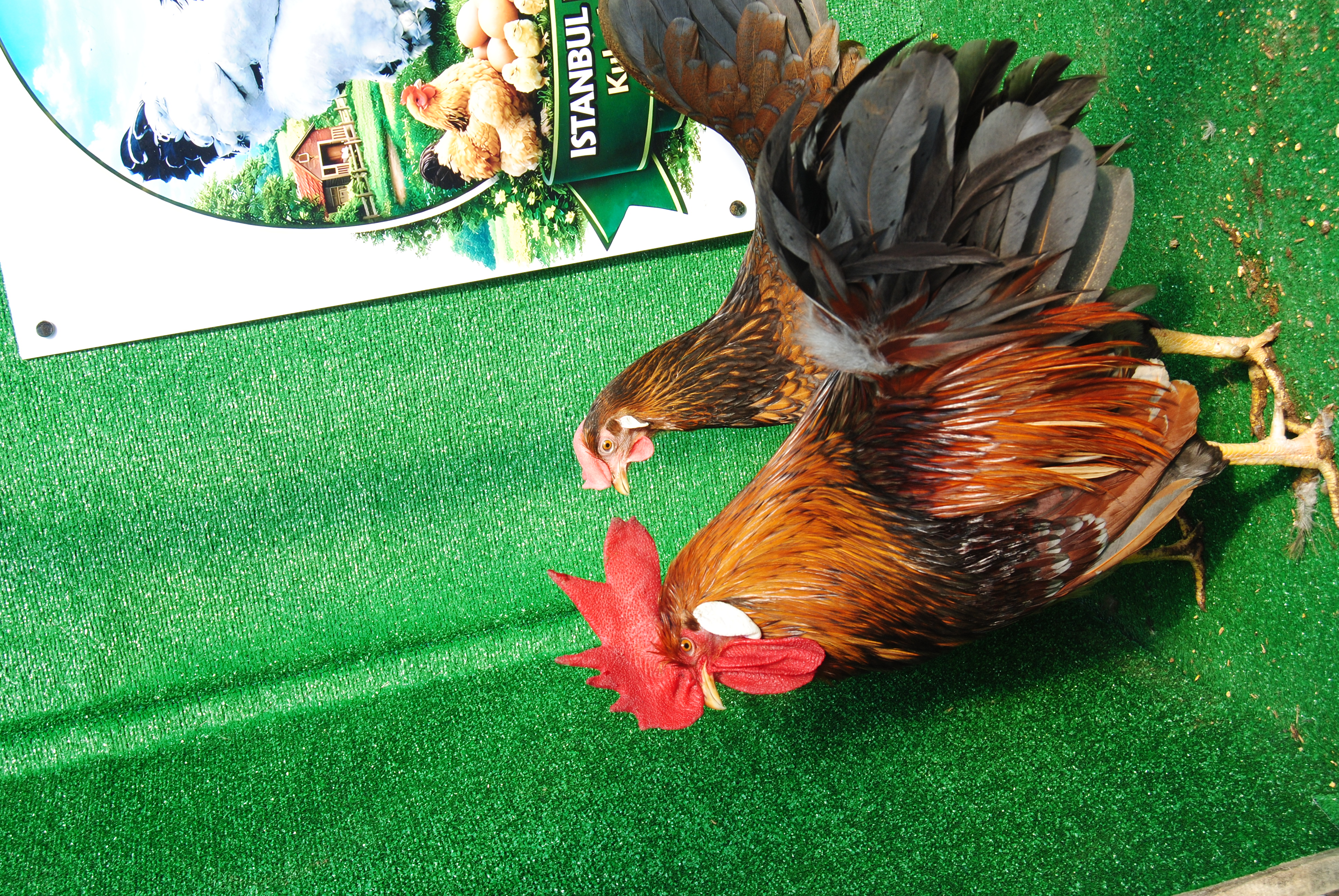 Red Blue Ligorin Kuluçkalık Yumurta