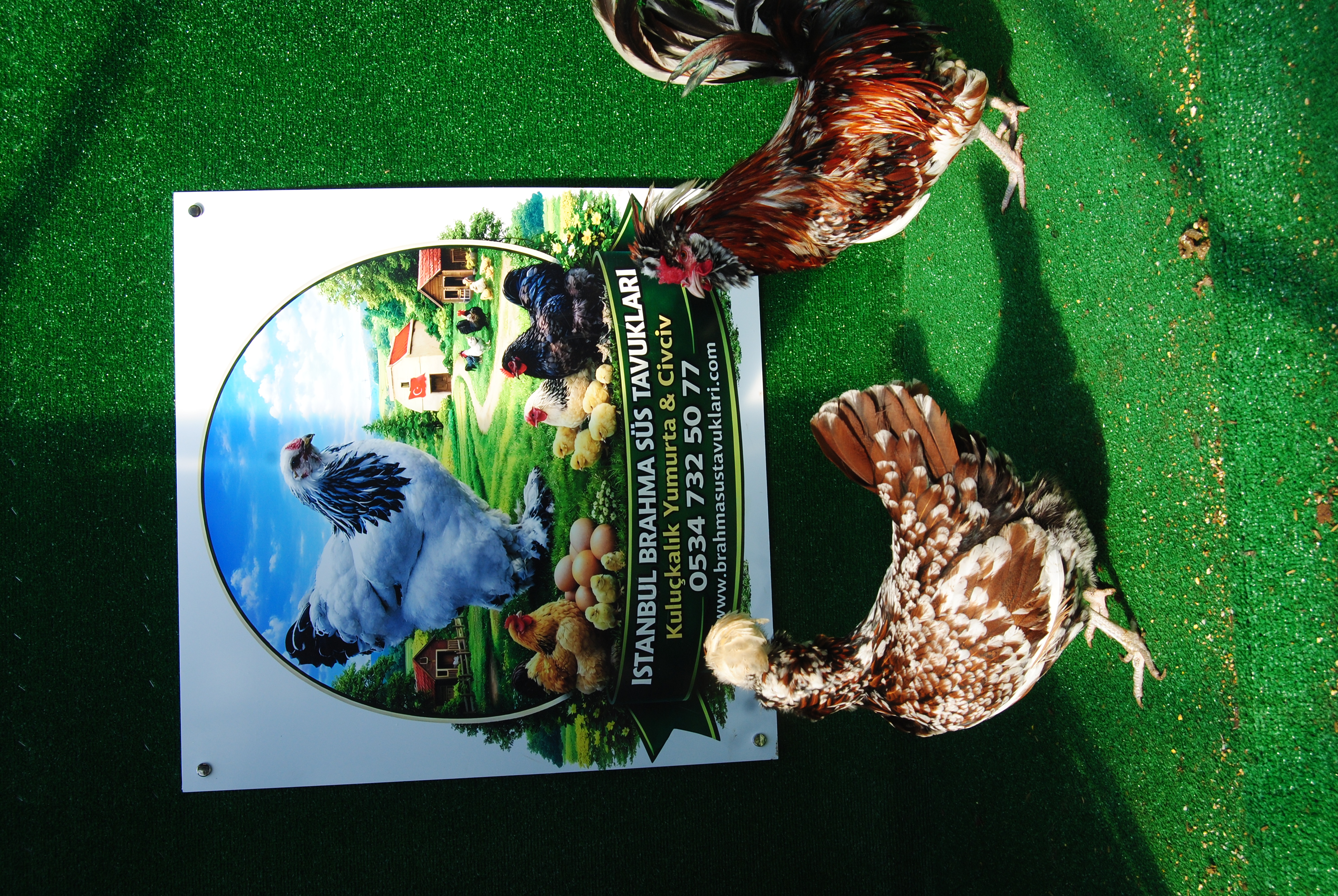 Toulbant Fizan Kuluçkalık Yumurta